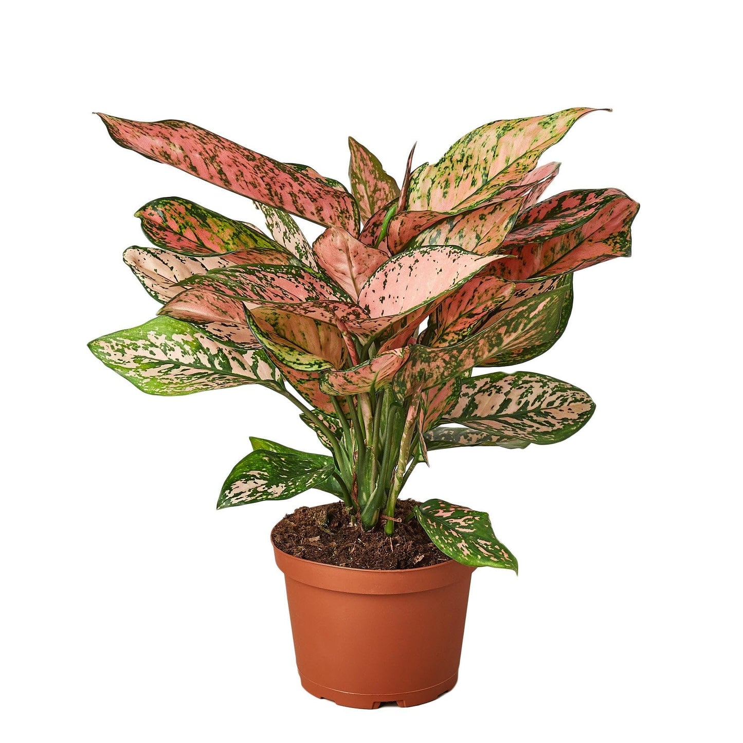 Chinese Evergreen 'Lady Valentine' in 2in Pot - Live Plants Tropical Houseplants | Variegated | USA Growers | The Snobby Leaf