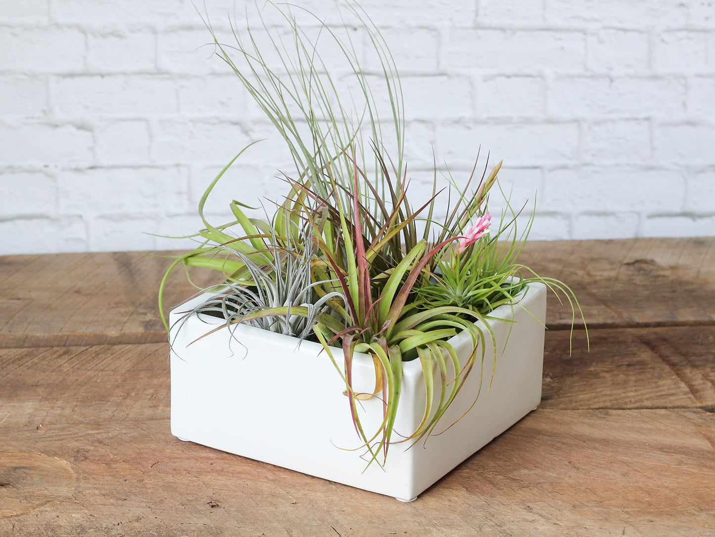 Air Plant Shop 30 Pack Tillandsia Air Plant Grab Bag of Premium Medium & Large Plants- Wholesale and Bulk - Succulents - Live Tillandsia - Easy Care Indoor and Outdoor House Plants