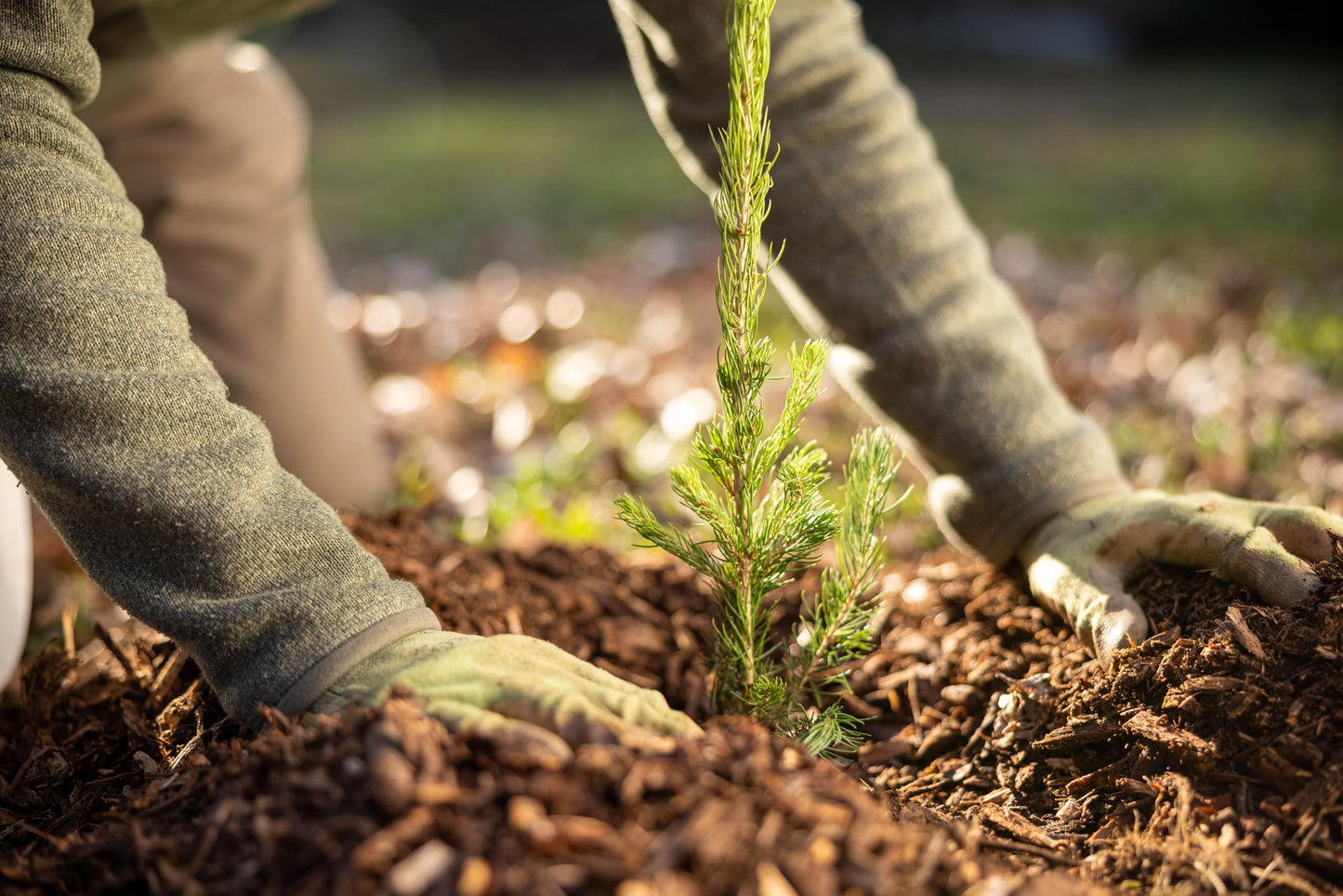 White Spruce Live Tree Seedling Plugs | 6"-12" | Arbor Day Foundation (10-Pack)