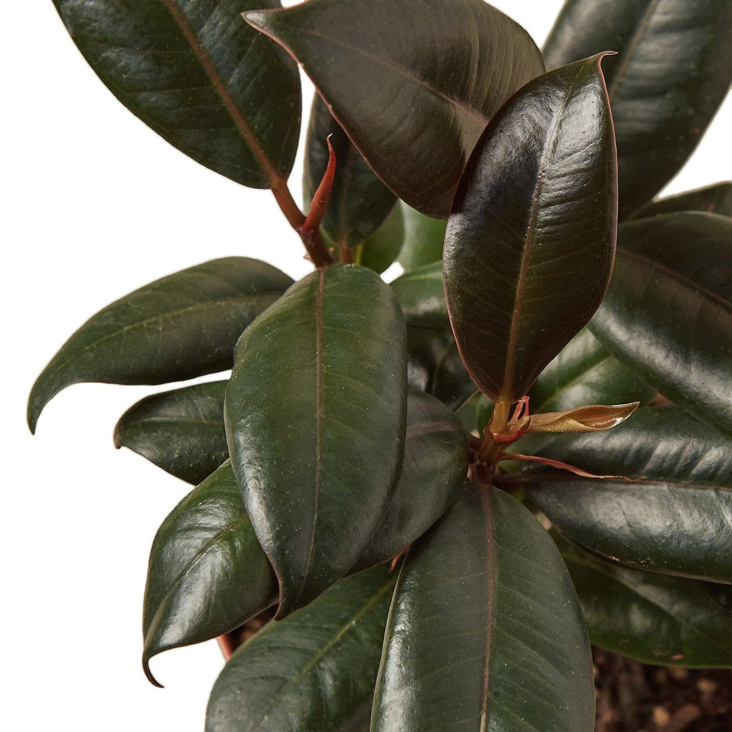 10 Pack Ficus Elastica 'Burgundy' in 4in Pot - Live Plants Tropical Houseplants | Variegated | USA Growers | The Snobby Leaf