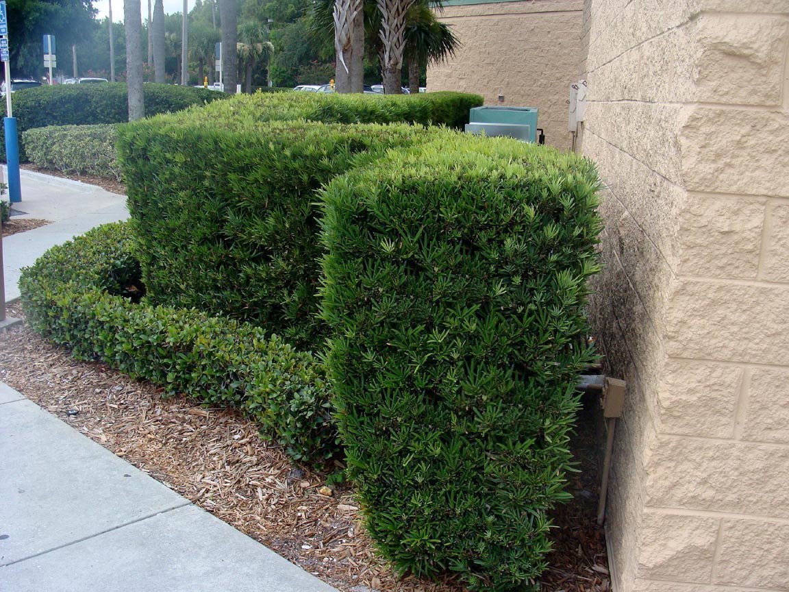 Podocarpus Macrophyllus Japanese Yew | 1 Extra Large Trade 3 Gallon Plant | Evergreen Shrub, Low Maintenance, Drought Tolerant, Privacy Screen Landscaping, Fast Growing, Ornamental Foliage