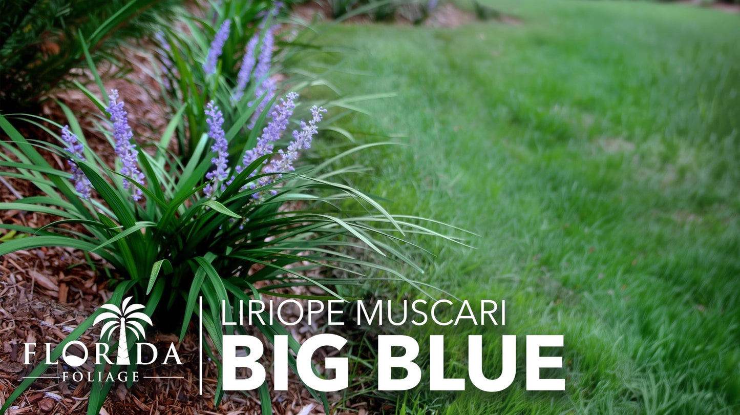 Liriope Big Blue | 30 Live Plants | Liriope muscari | Lavender Blue Flowers | Evergreen Ground Cover for Shade | Landscape Borders for Walkways and Beds