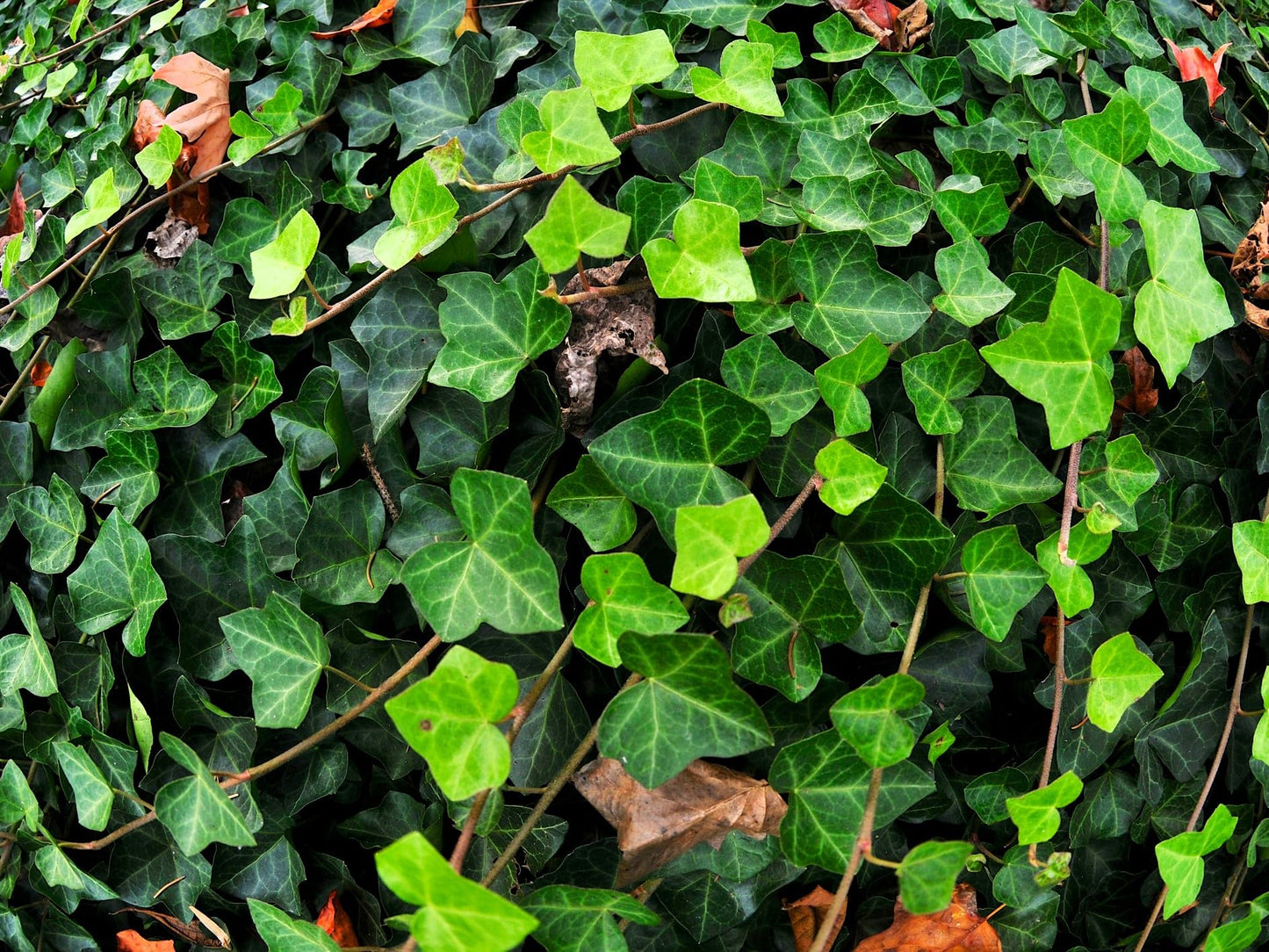 Greenwood Nursery: Live Ground-Cover Plants - English Ivy + Hedera Helix - [Qty: 100 Bare Roots] - (Click for Other Available Plants/Quantities)