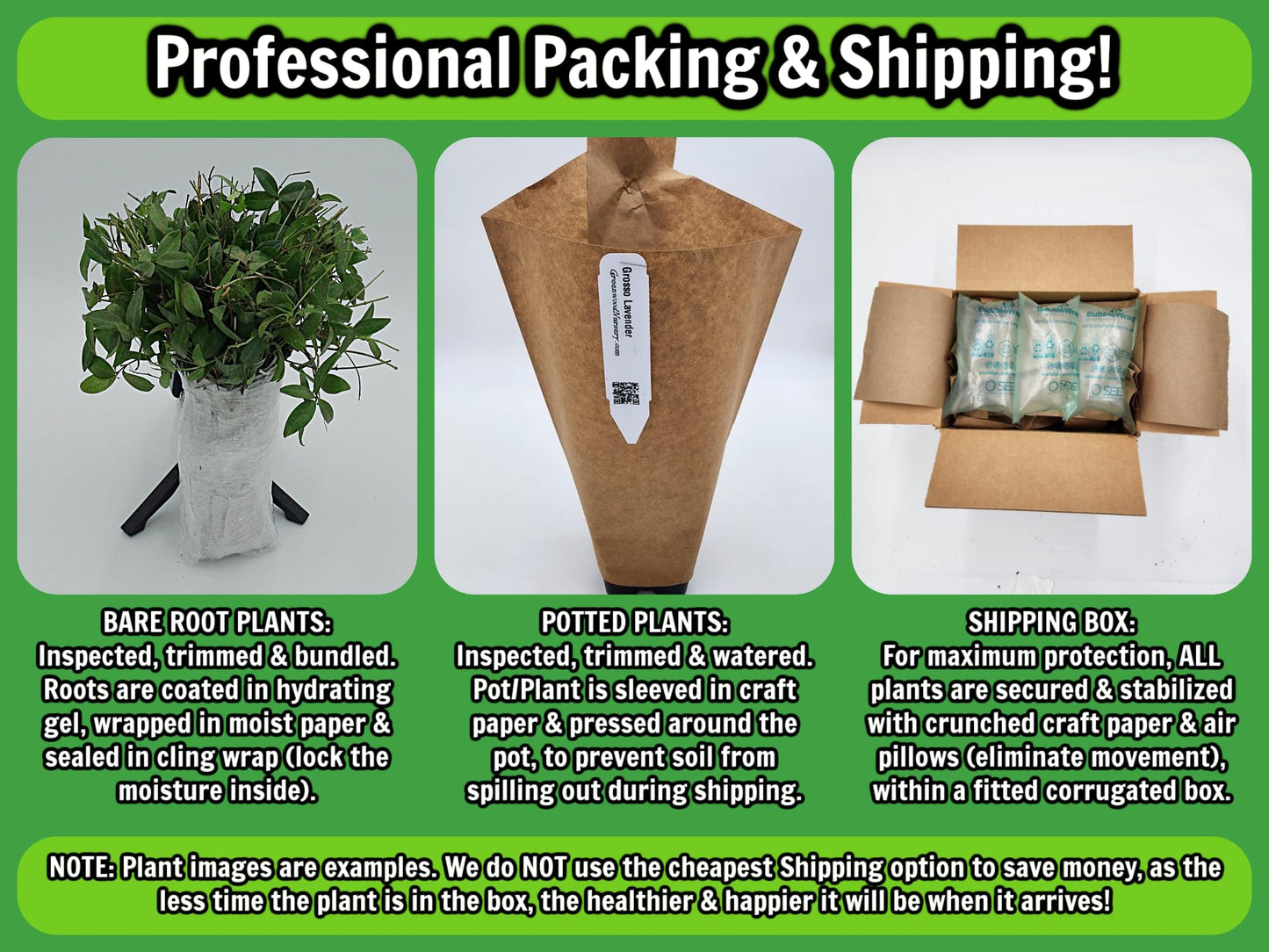 Greenwood Nursery: Live Shrub Plants - Winter Honeysuckle + Lonicera Fragrantissima - [Qty: 3X 3.5 Pots] - (Click for Other Available Plants/Quantities)