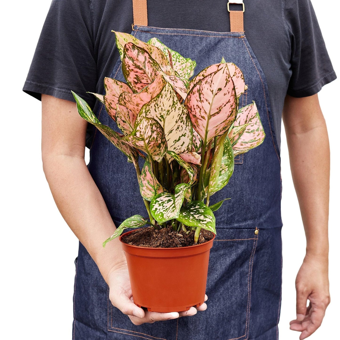 Chinese Evergreen 'Lady Valentine' in 2in Pot - Live Plants Tropical Houseplants | Variegated | USA Growers | The Snobby Leaf
