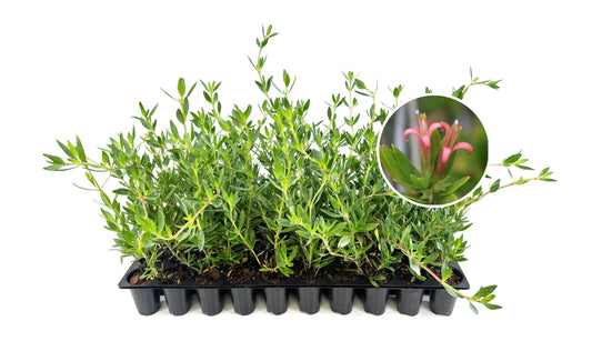 Beach Creeper | 20 Live Plants | Ernodea Littoralis | Coastal Ground Cover | Salt Tolerant | Low Maintenance | Drought Resistant | Fast Growing | Ideal for Sandy Soils | Tropical Landscaping