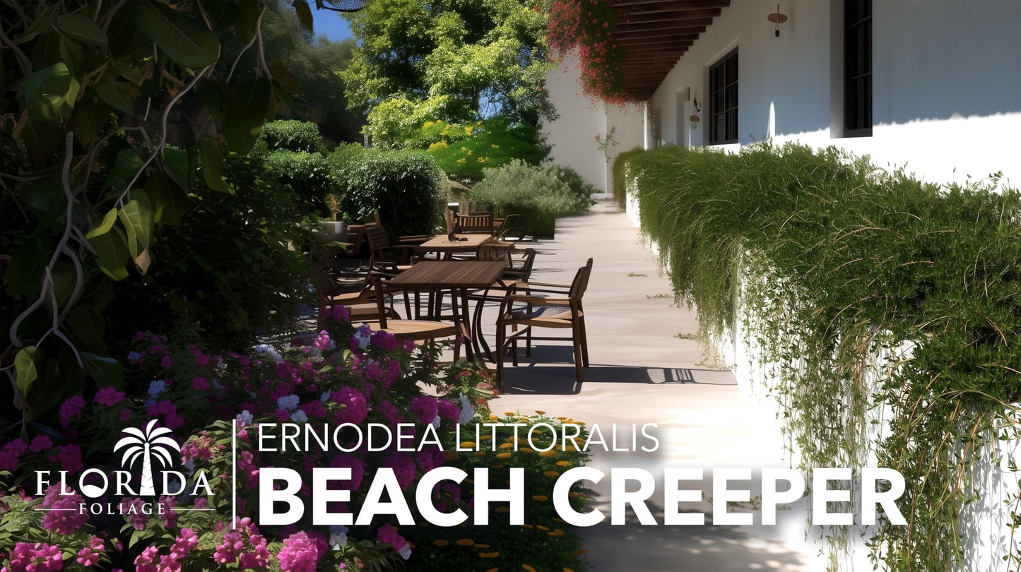 Beach Creeper | 20 Live Plants | Ernodea Littoralis | Coastal Ground Cover | Salt Tolerant | Low Maintenance | Drought Resistant | Fast Growing | Ideal for Sandy Soils | Tropical Landscaping