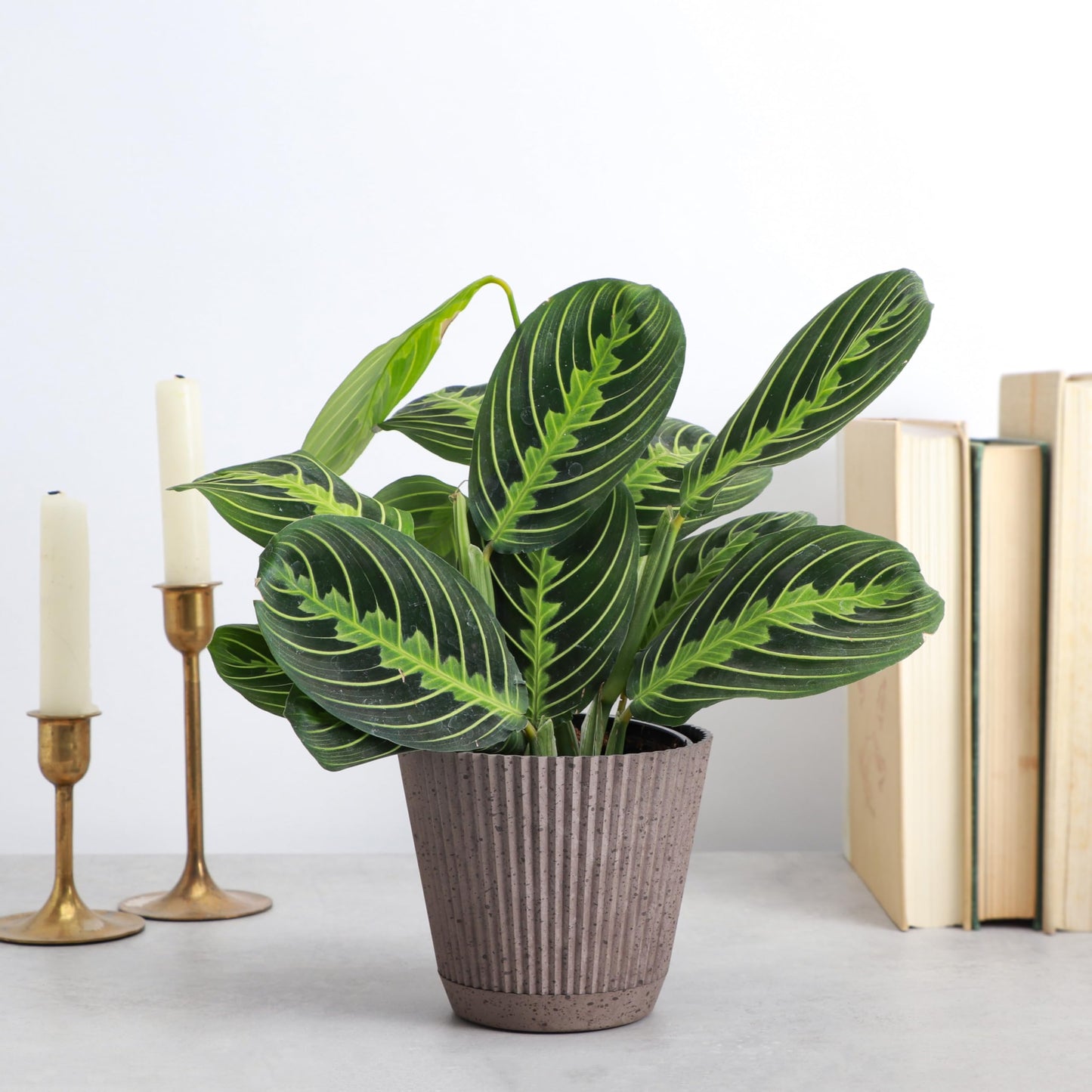 Thorsen's Greenhouse Lemon Lime Prayer Plant, Live Indoor Plant, Pet Friendly, Attractive Houseplant, Lemon Maranta, Natural Air Purifier, Easy to Grow, 4" Diameter Pot (Coffee)