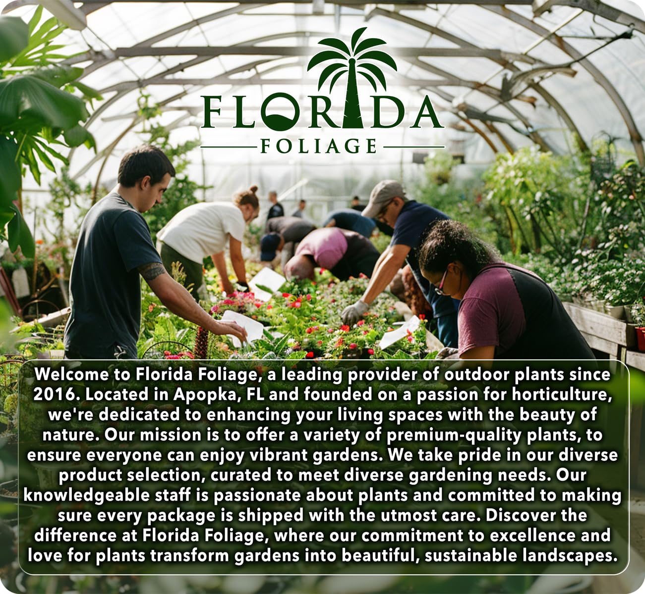 Podocarpus Japanese Yew | 60 Live Plants | Podocarpus Macrophyllus | Evergreen Shrub, Low Maintenance, Drought Tolerant, Privacy Screen Landscaping, Fast Growing, Ornamental Foliage