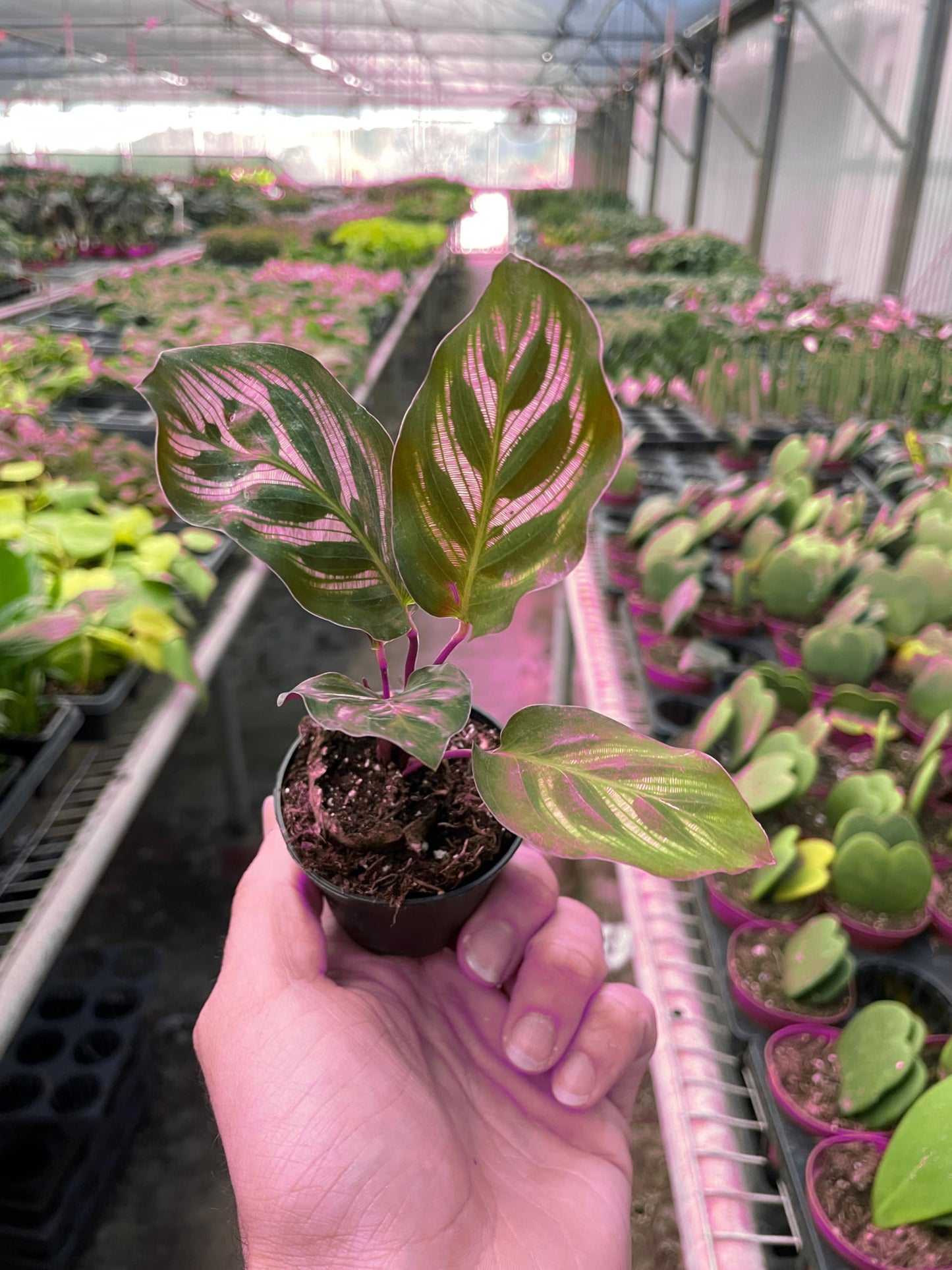 5 Pack Calathea 'Makoyana' in 4in Pot - Live Tropical Houseplant - Easy to Grow | Air Purifying | Pet Friendly | Variegated | USA Growers | The Snobby Leaf