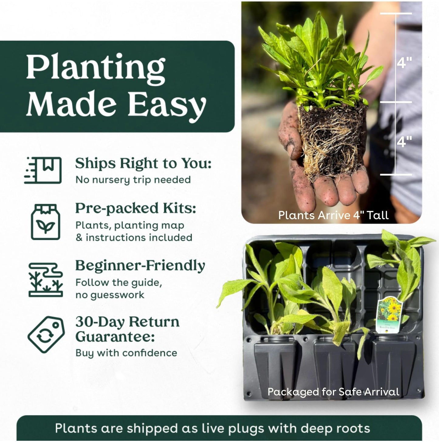 Frogfruit 3 Live Plants (Phyla nodiflora) – Native Groundcover for Pollinator Gardens & Lawn Alternative, Low Growing Perennial, Drought Tolerant, Full Sun Landscaping Plant