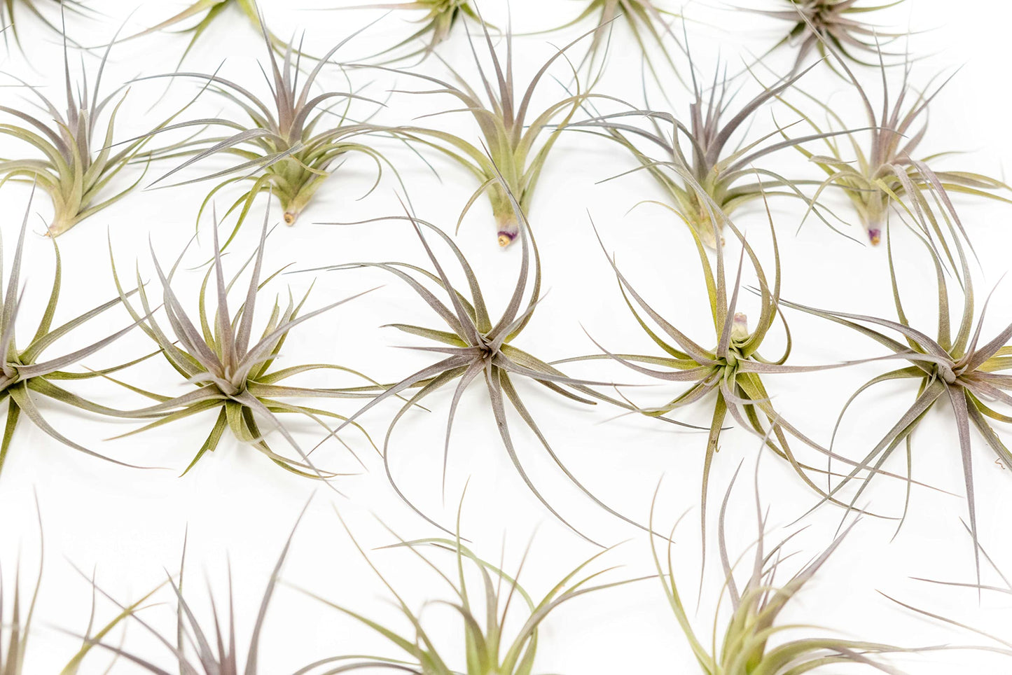 Air Plants The Inca Collection - Live Succulent House Plants - Available in Wholesale and Bulk - Home and Garden Decor - Easy Care Indoor/Outdoor Air Plant (Pack of 6)