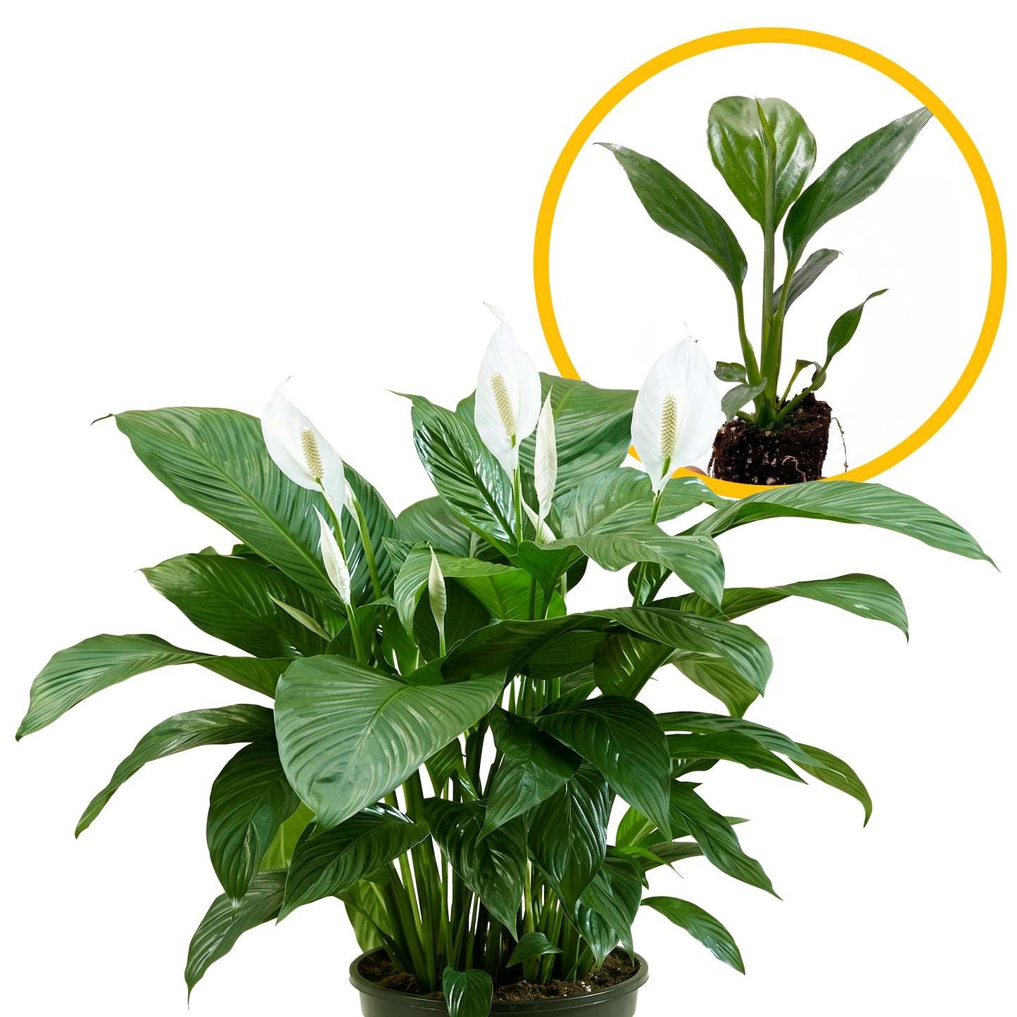 Live Spathiphyllum '7th Heaven' Plant - '7th Heaven Peace Lily' - ragnaroc Tropical Plant 2-8" Tall - 2ct - Live Arrival Guaranteed - House Plants for Home Décor & Gift