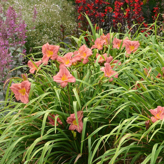 Votaniki Hemerocallis 'Rosey Returns Daylily' - Long Blooming, Perennial Daylily Bare Root for Plant | Perfect Addition to Any Garden - Easy to Gow and Low Maintenance (6 Pack)