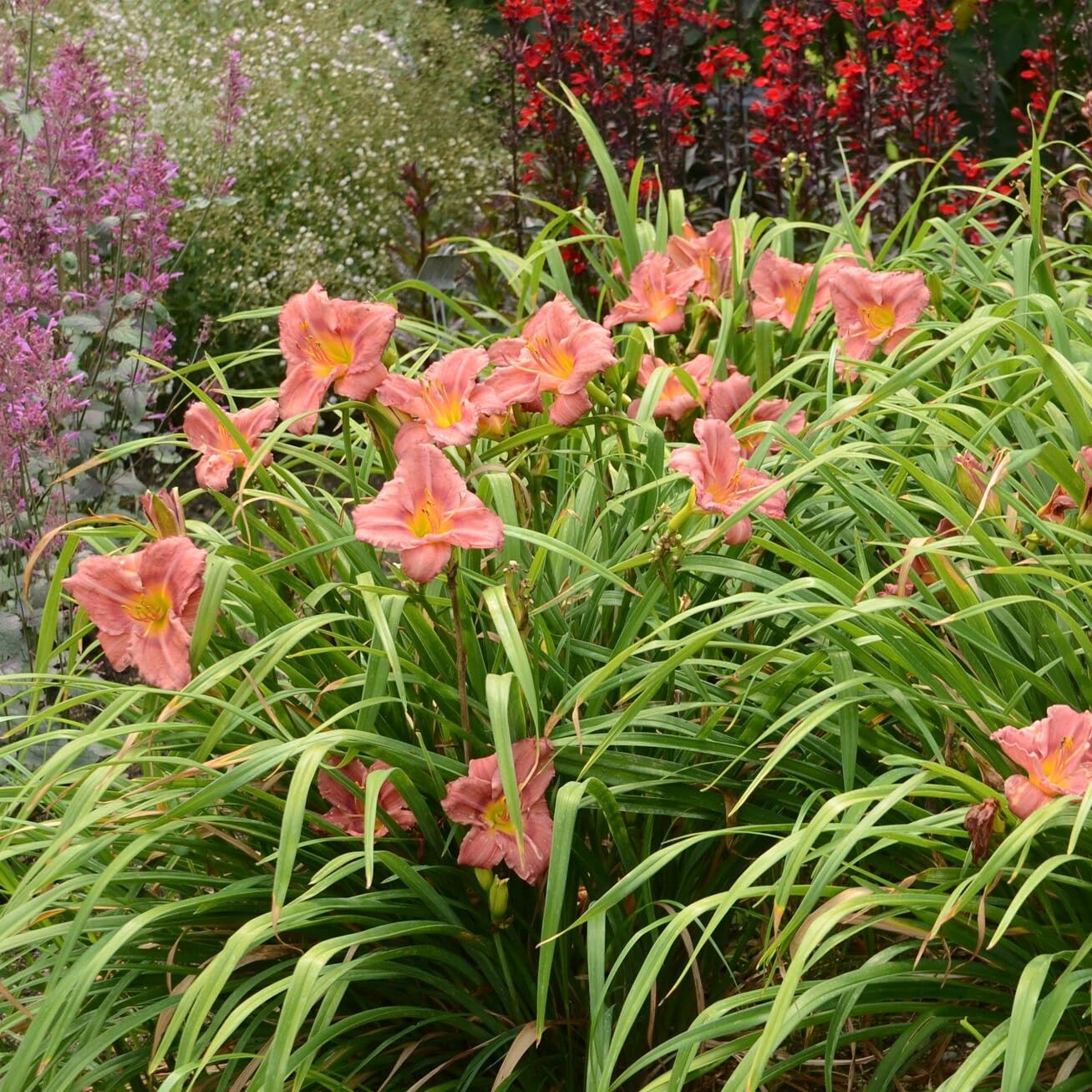 Votaniki Hemerocallis 'Rosey Returns Daylily' - Long Blooming, Perennial Daylily Bare Root for Plant | Perfect Addition to Any Garden - Easy to Gow and Low Maintenance (12 Pack)