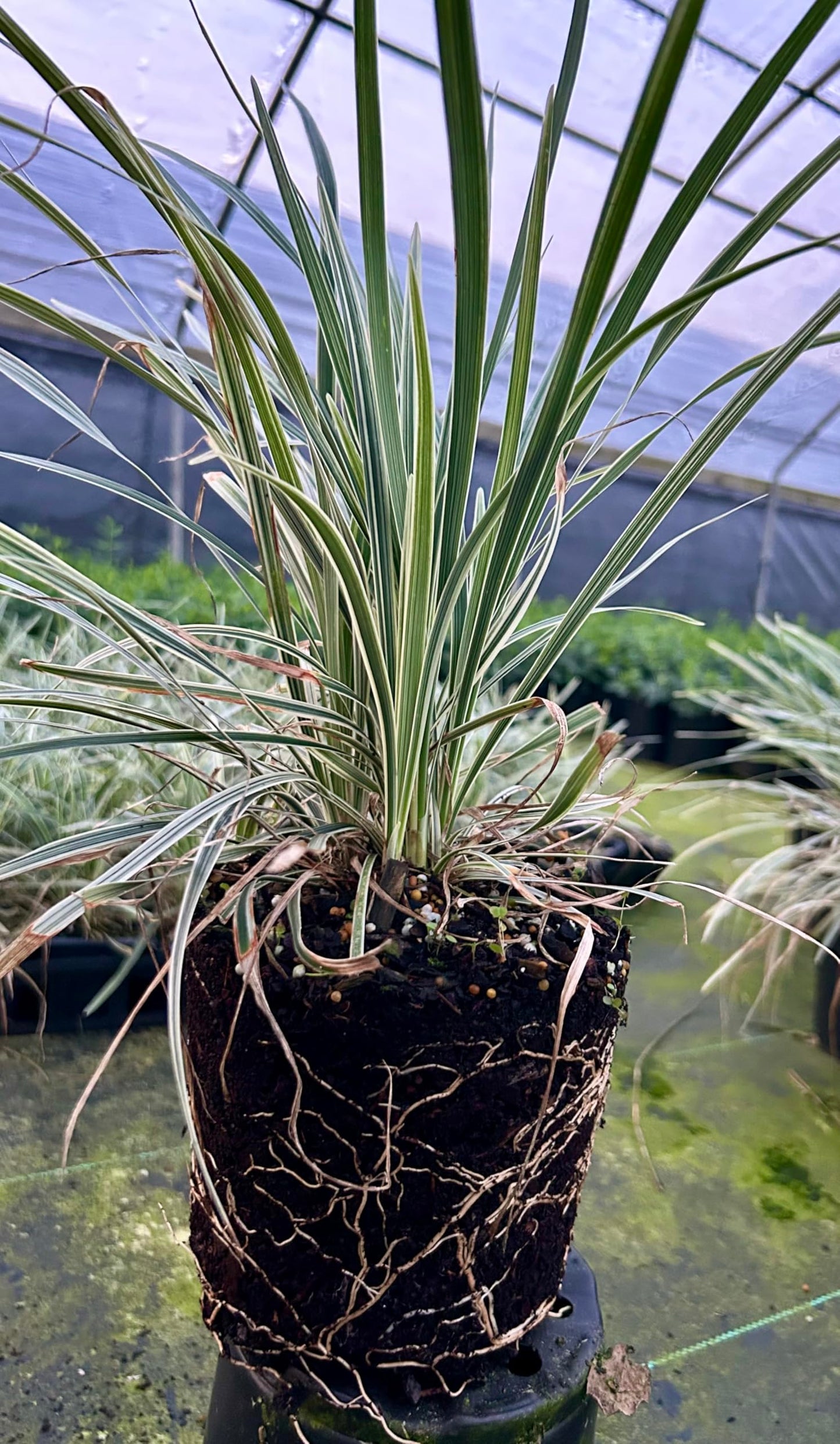 Aztec Grass Live Plant, Variegated Green and White Foliage, Ornamental Grass for Garden and Landscape (1, 1-Gallon)