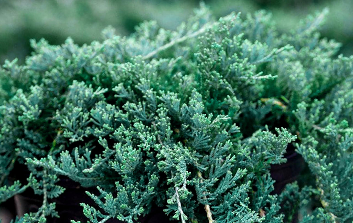 Blue Rug Juniper Wiltonii | 2 Extra Large Trade 3 Gallon Plants | Juniperus Horizontalis | Creeping Ground Cover, Low Maintenance, Drought Tolerant, Evergreen Foliage, Fast Growing Erosion Control