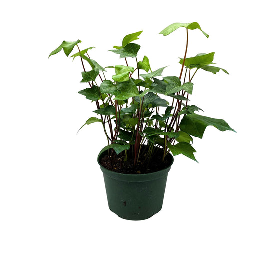 BubbleBlooms Algerian Ivy, Canary Island Ivy, Canary Ivy, Coney Island Ivy, Madeira Ivy in 6 inch Pot