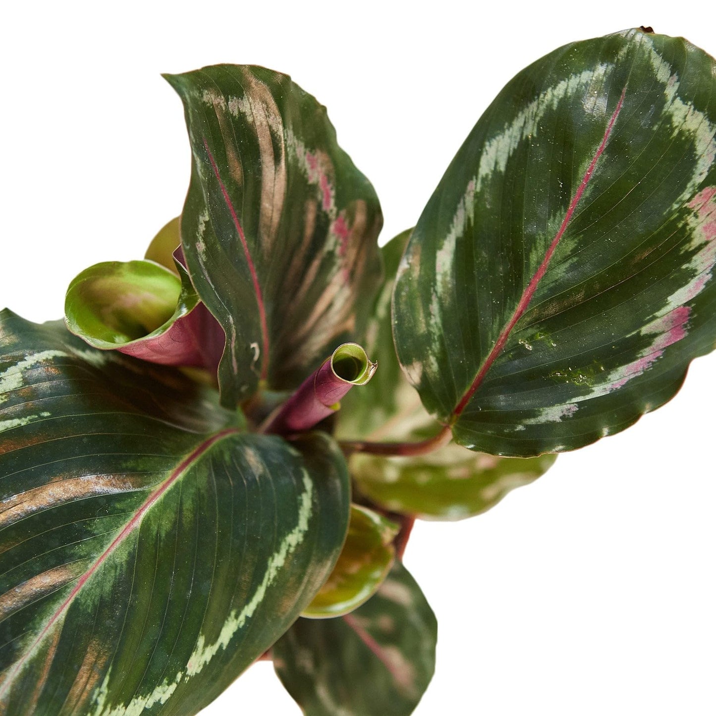 3 Pack Calathea Roseopicta 'Medallion' in 6in Pot - Live Plants Tropical Houseplants | Variegated | USA Growers | The Snobby Leaf