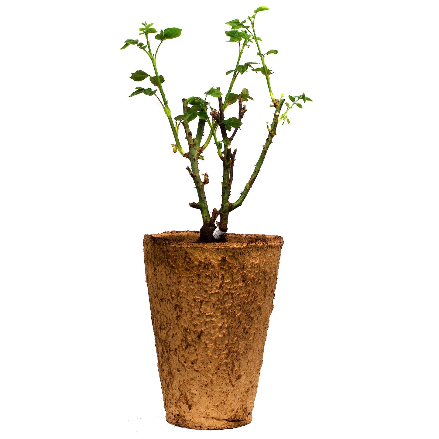 Josephs Coat Climbing Rose - Live Plant 1.5 Gal - Repeat Blooming Multi-Color Apricot Pink Orange Yellow - 12ft Climber Zones 5-10 - Stargazer Perennials