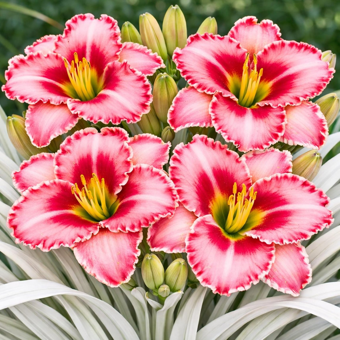 Lipstick and Lies Daylily Bulbs for Planting – Pink and Red Bi-Color Hemerocallis Perennial Flower – Hardy Summer Blooming Garden Lily – Easy Care Outdoor Flower Bulbs (5 Bulbs)