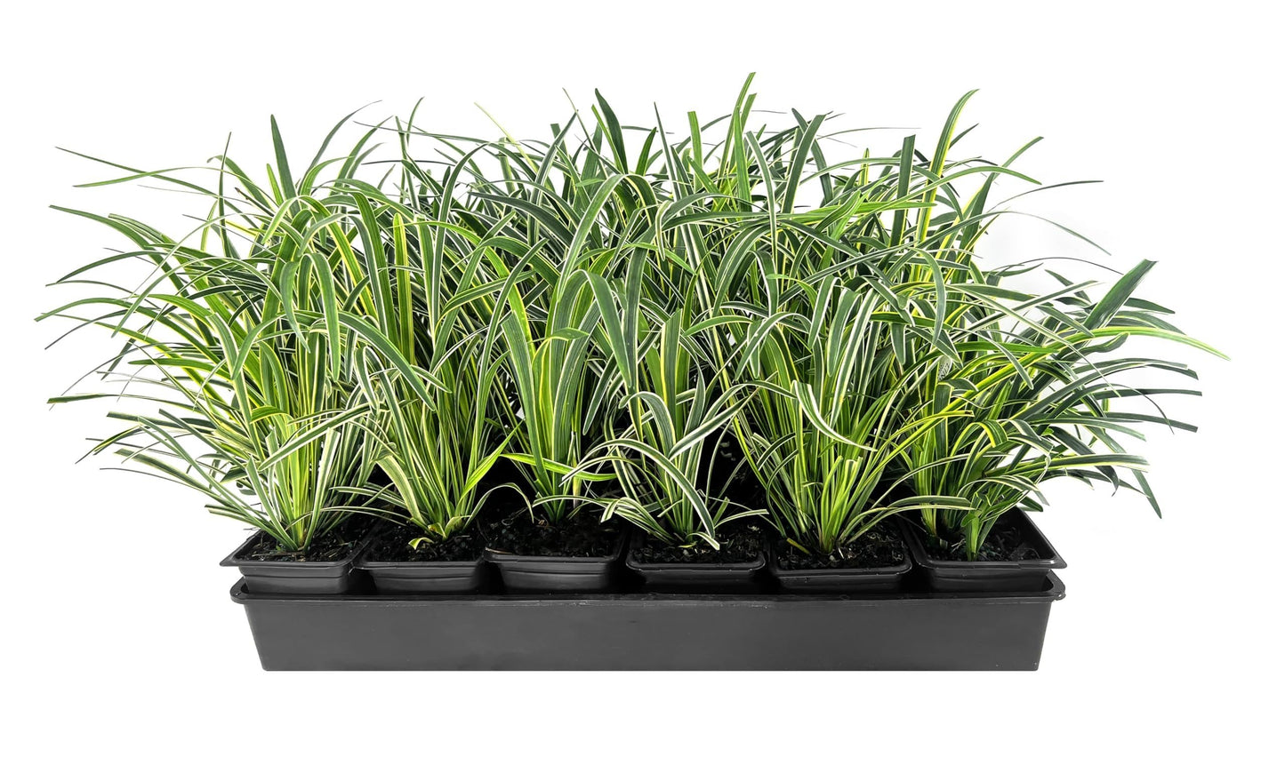 Variegated Liriope | 36 Live 4 Inch Pots | Liriope Muscari Variegata | Ornamental Ground Cover Plants | Evergreen Foliage