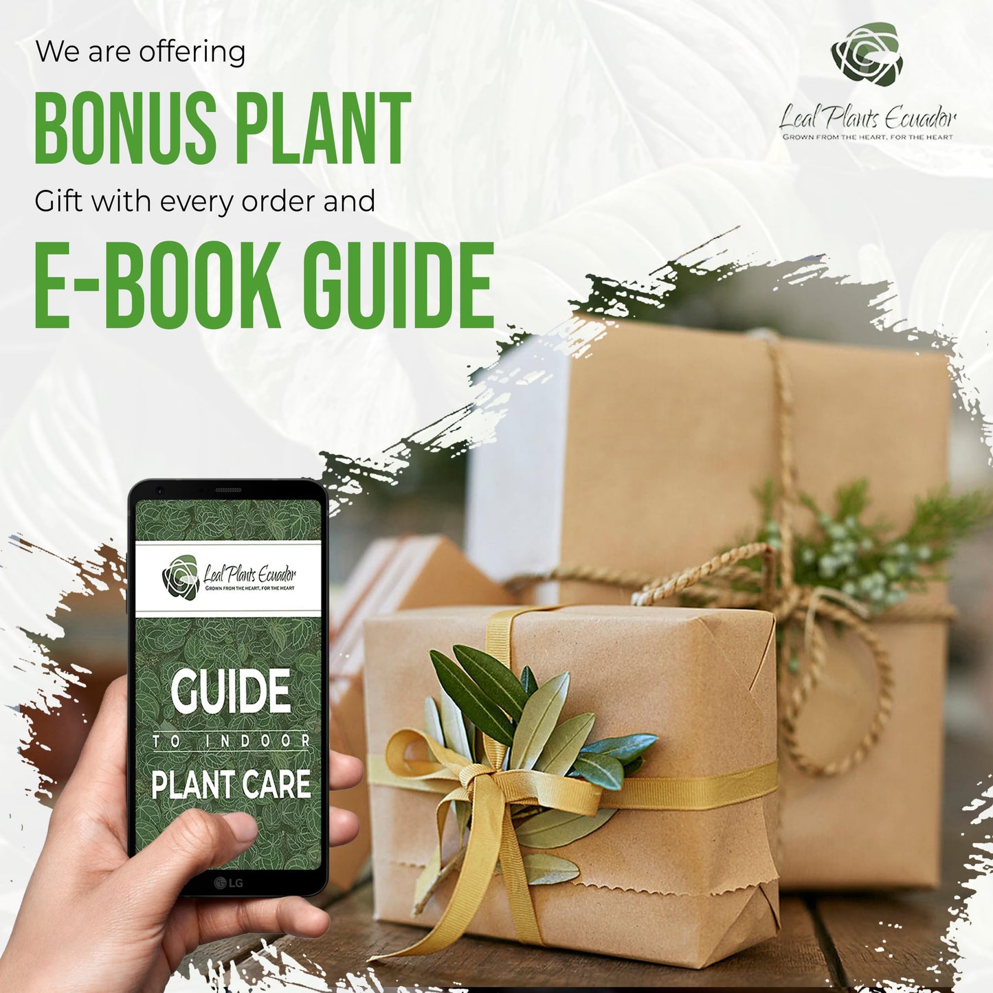 LEAL PLANTS ECUADOR Aglaonema Perdiz| Vibrant Chinese Evergreen | Easy-Care Indoor Plants | Lush Tropical Décor | Air-Purifying Houseplants | Ideal for Bright Spaces
