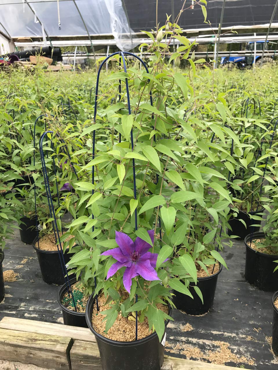 Raymond Evison Clematis - Clematis Edda (Clematis) Perennial, purple flowers with dark red bar, 8`` - Size Container