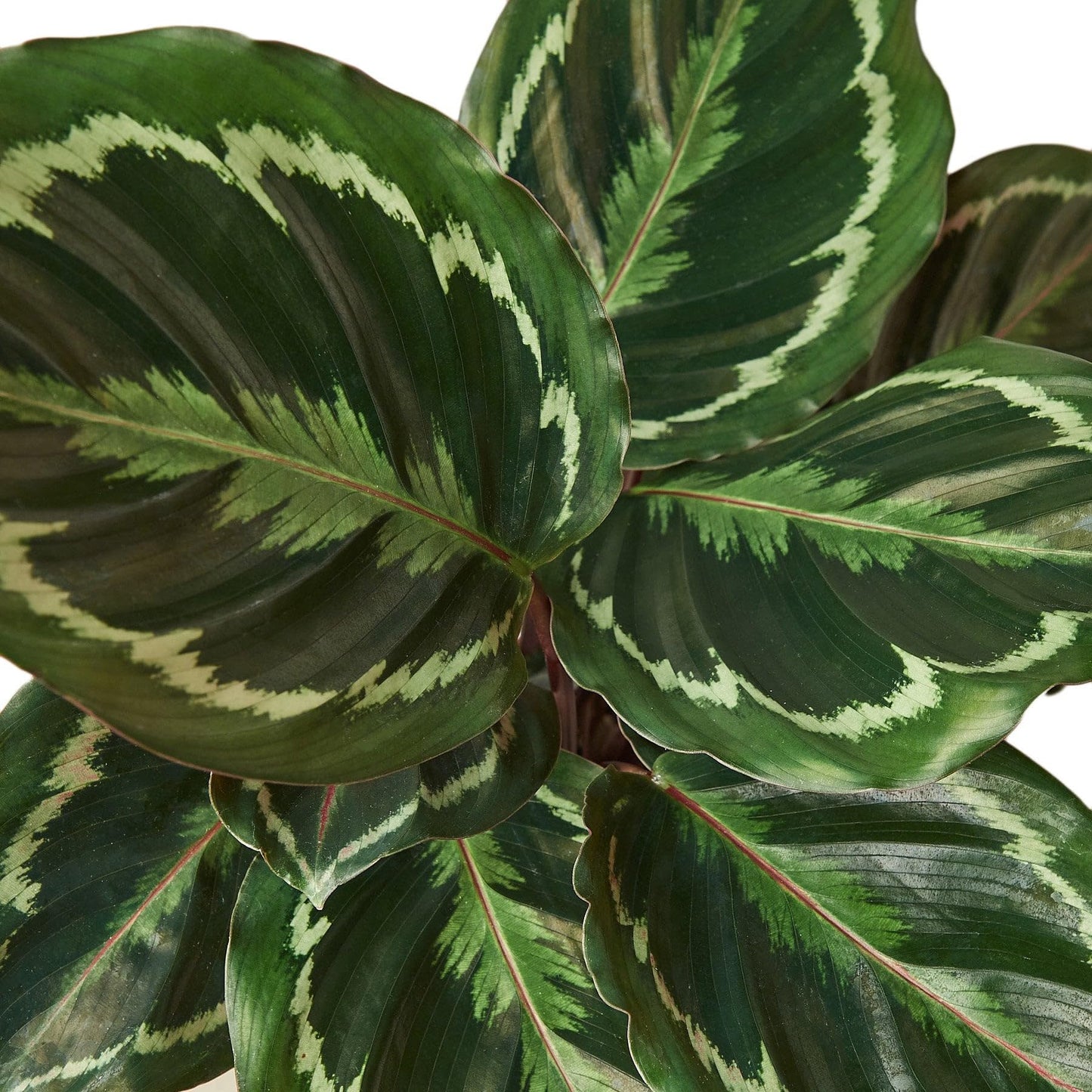 7 Pack Calathea Roseopicta 'Medallion' in 4in Pot - Live Plants Tropical Houseplants | Variegated | USA Growers | The Snobby Leaf