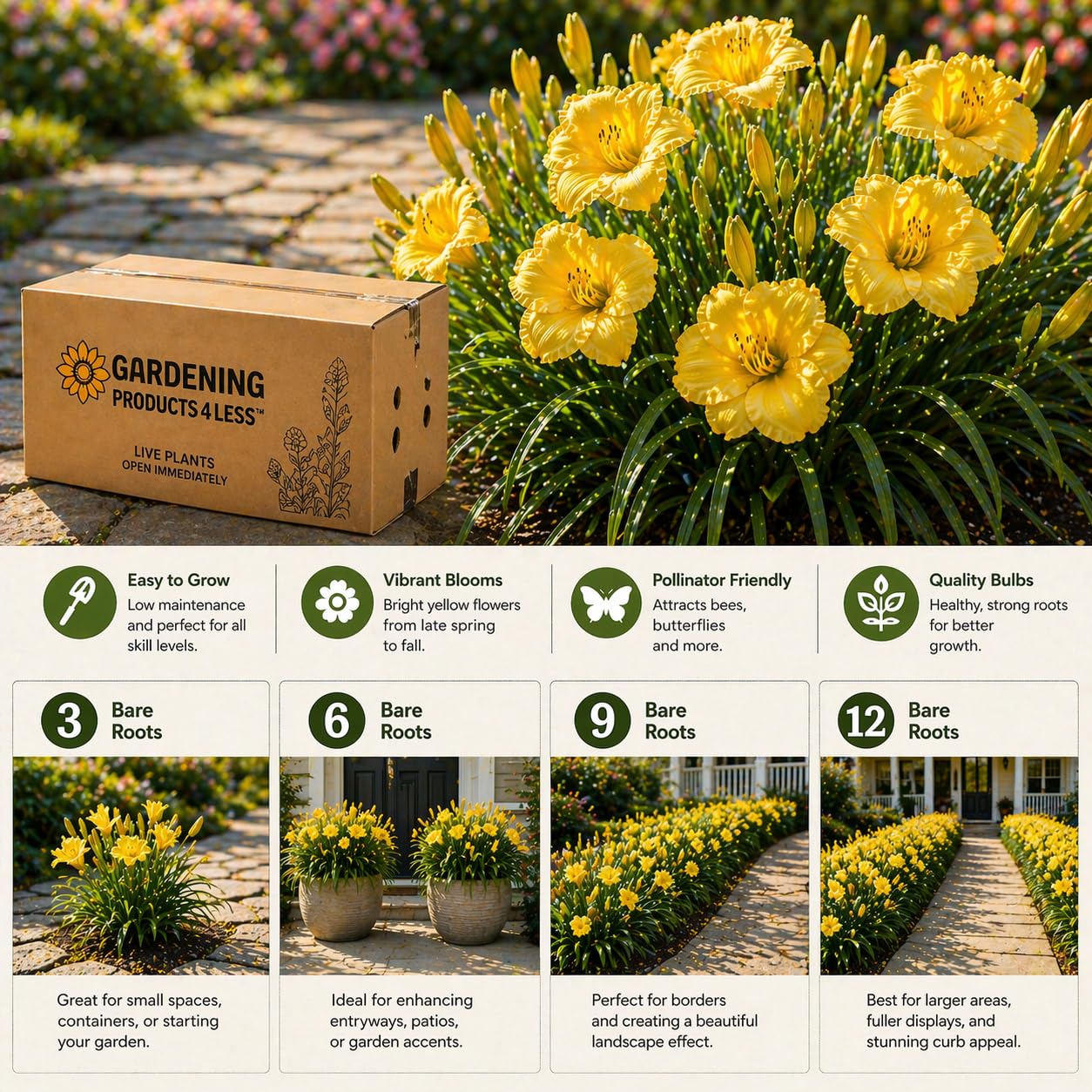 American Stella D’Oro Daylily Bare Roots – Perennial Hemerocallis for Spring Planting – Easy-to-Grow Outdoor Garden Flowers – Attracts Butterflies & Bees (3, Three Bare Roots)