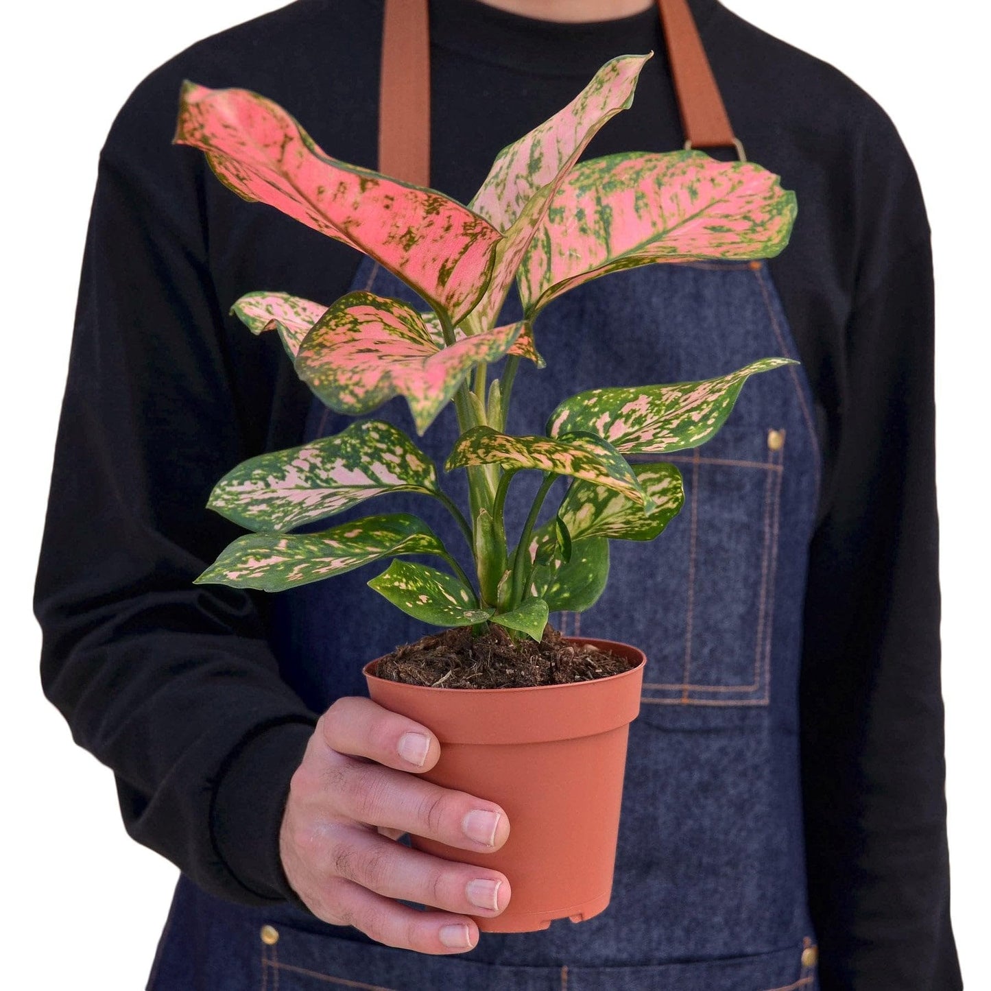 9 Pack Chinese Evergreen 'Lady Valentine' in 4in Pot - Live Plants Tropical Houseplants | Variegated | USA Growers | The Snobby Leaf