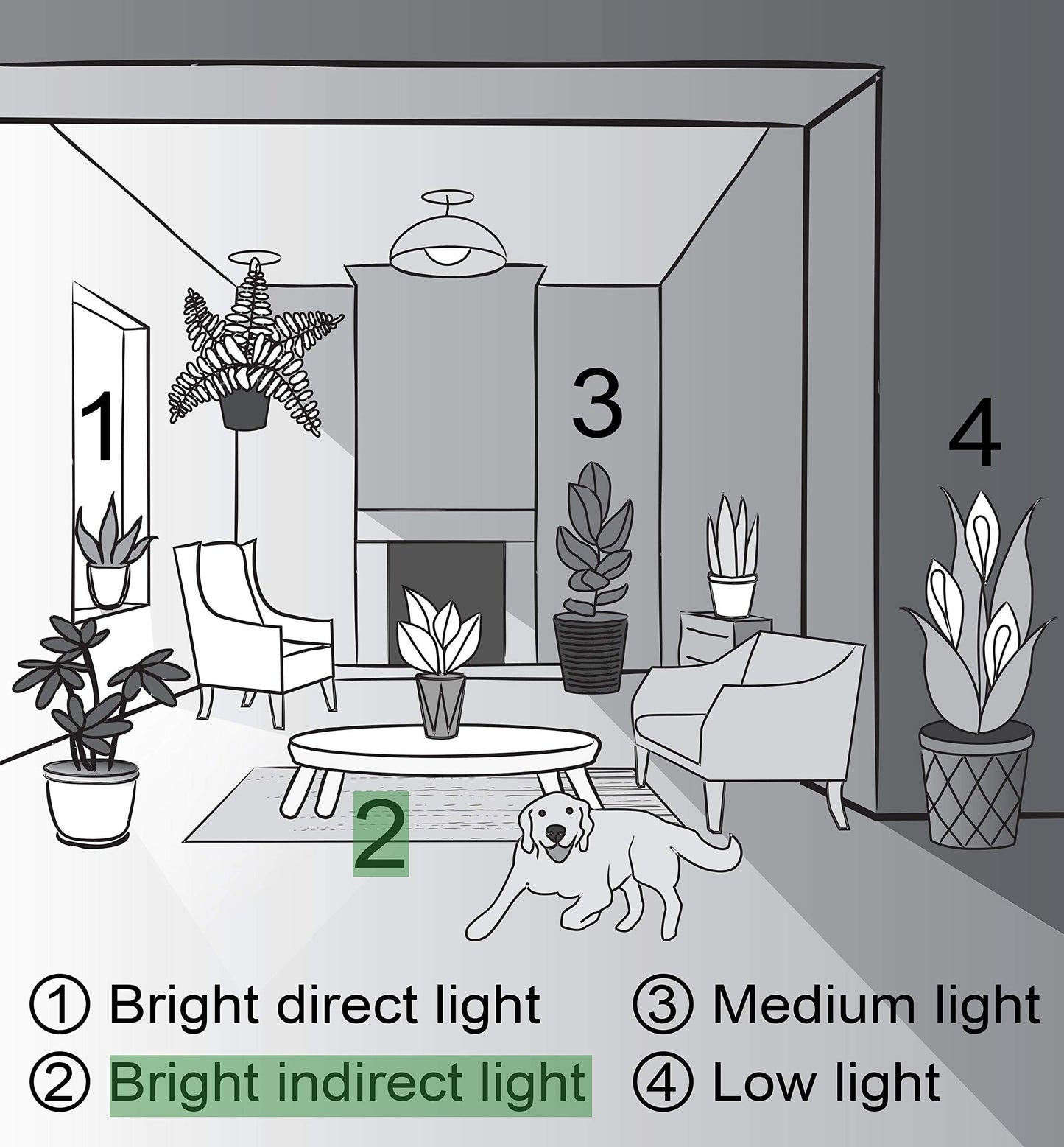 Thorsen's Greenhouse Live Pet Friendly Indoor Houseplants, Live Plants, Safe for Pets, 4" Diameter Pot, 3-Pack (White)