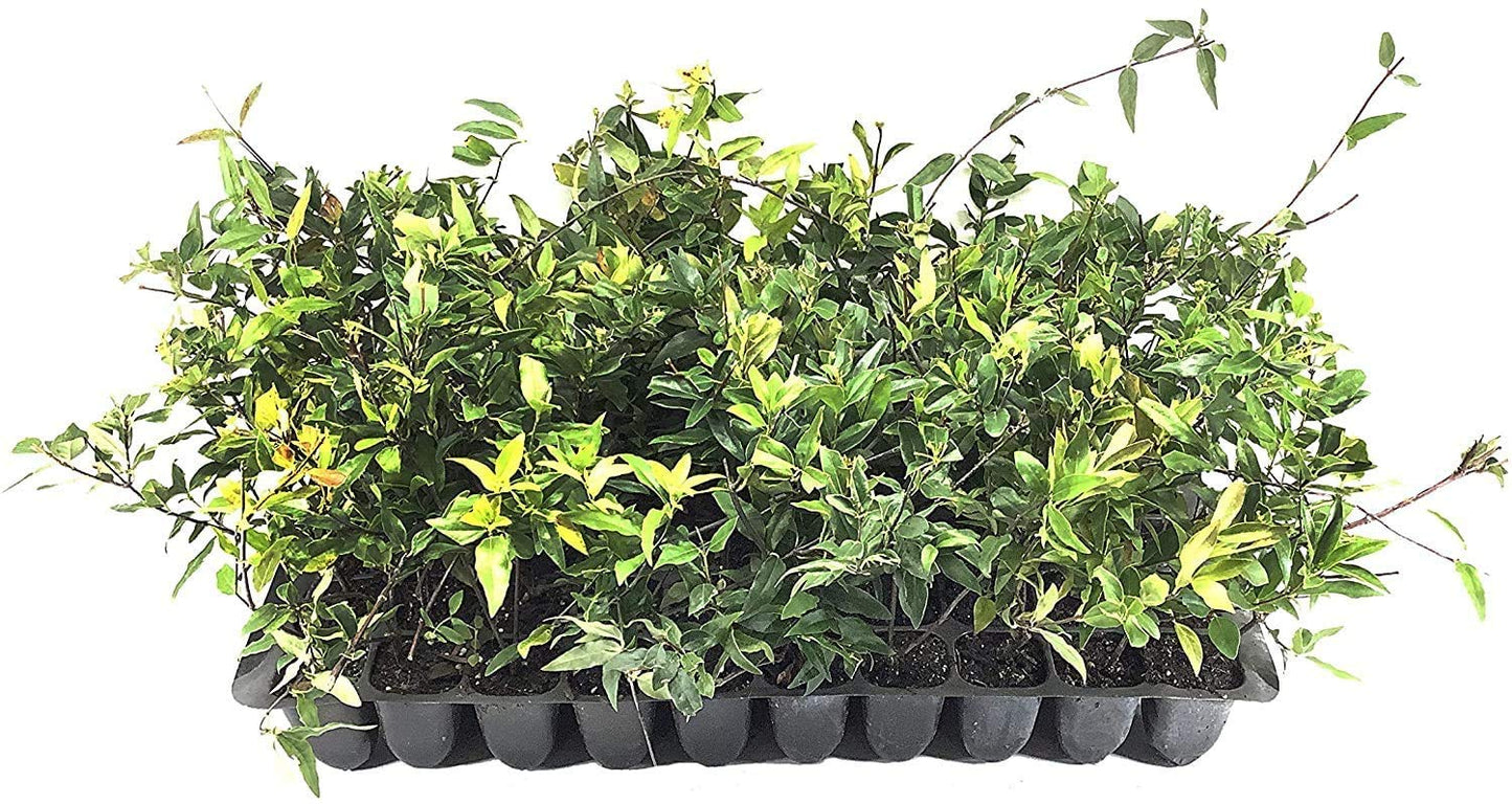 Carolina Jasmine | 10 Live Plants | Gelsemium Sempervirens | Fragrant Yellow Blooms, Evergreen Vine, Low Maintenance, Fast Growing, Climbing, Attracts Pollinators, Garden Trellis