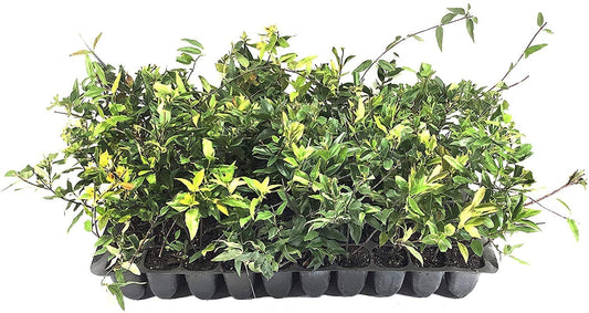 Carolina Jasmine | 10 Live Plants | Gelsemium Sempervirens | Fragrant Yellow Blooms, Evergreen Vine, Low Maintenance, Fast Growing, Climbing, Attracts Pollinators, Garden Trellis
