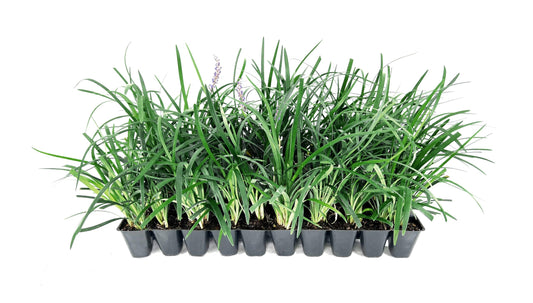 Super Blue Liriope Muscari - 10 Live Plants - Evergreen Ground Cover Grass
