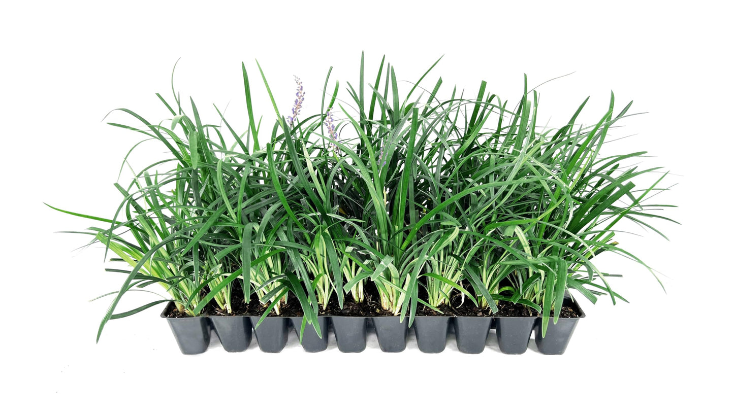 Super Blue Liriope Muscari - 30 Live Plants - Evergreen Ground Cover Grass