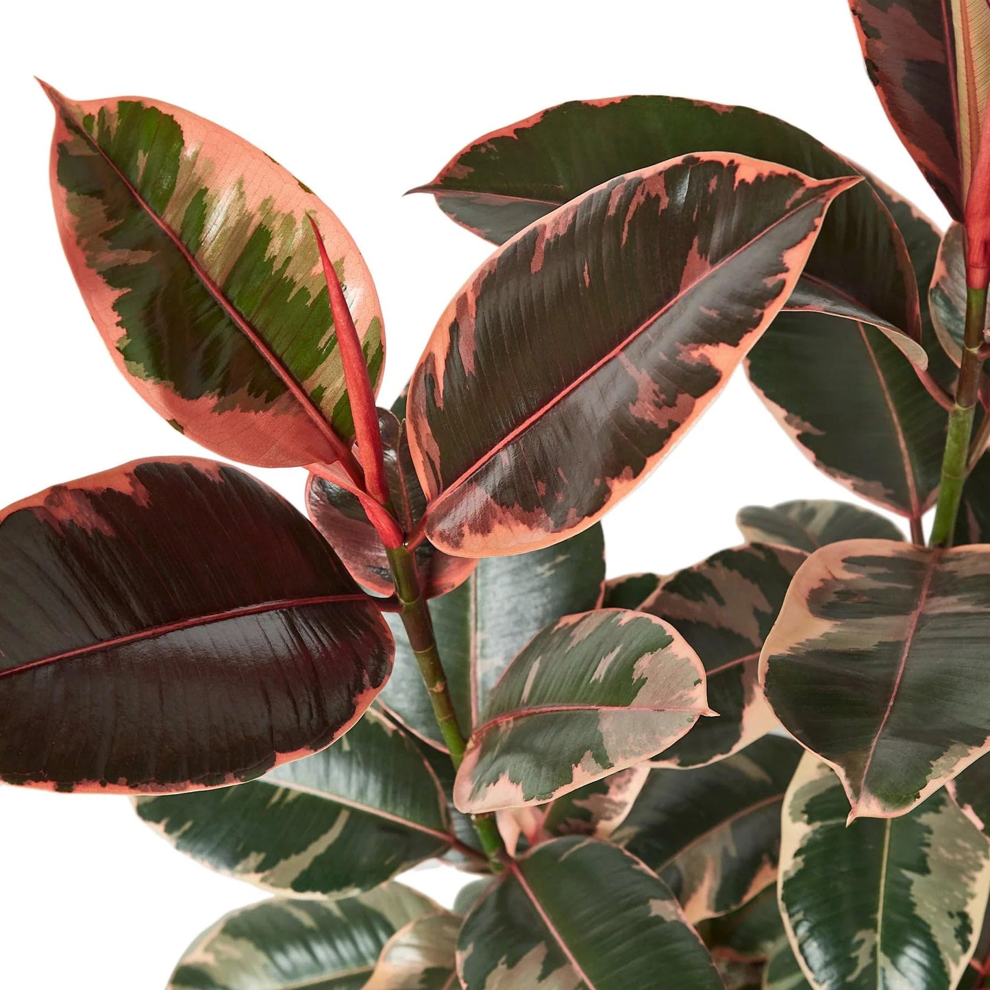 9 Pack Ficus Elastica 'Ruby Pink' in 4in Pot - Live Plants Tropical Houseplants | Variegated | USA Growers | The Snobby Leaf
