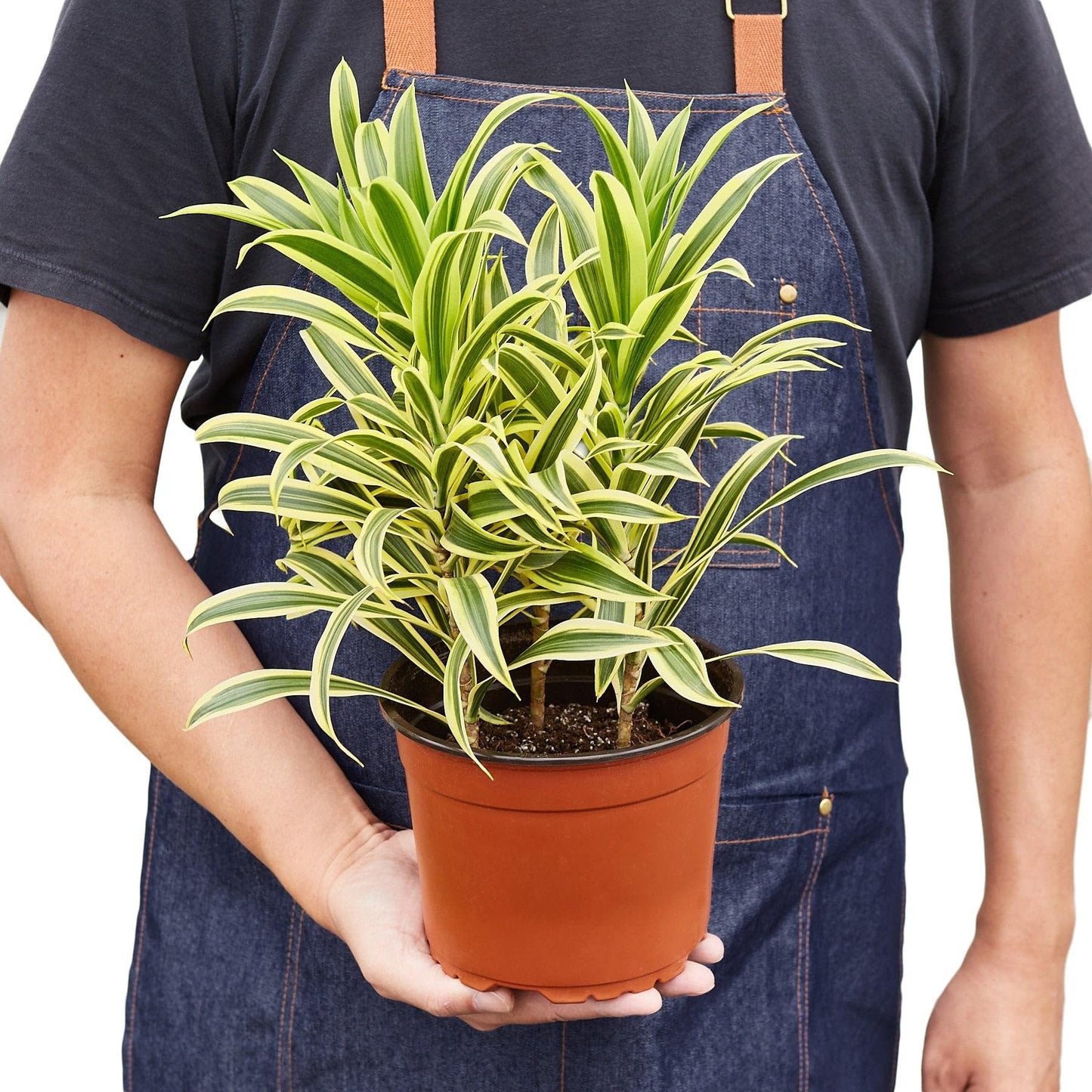 9 Pack Dracaena 'Song of India' in 6in Pot - Live Plants Tropical Houseplants | Variegated | USA Growers | The Snobby Leaf