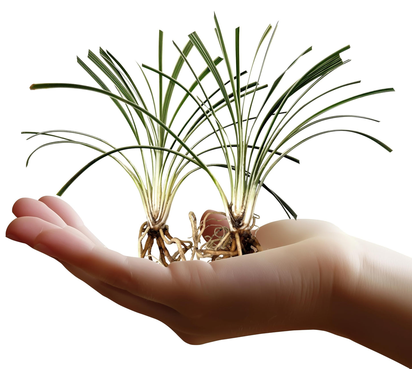 Aztec Grass | 20 Live Bare Root Pips | Liriope Muscari ‘Aztec Grass’ | Variegated Liriope | Ornamental Grass for Borders | Low Maintenance Ground Cover Plants