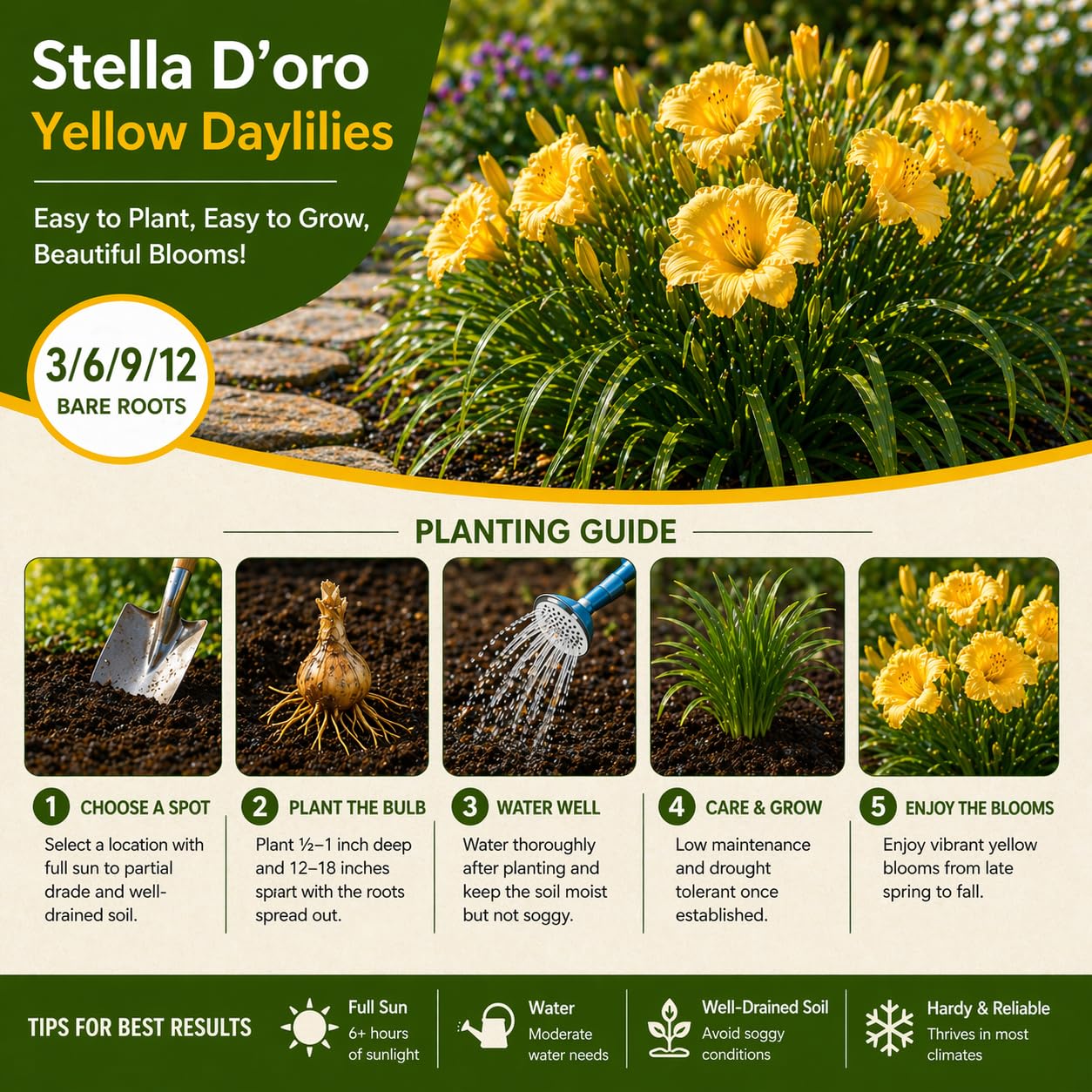 American Stella D’Oro Daylily Bare Roots – Perennial Hemerocallis for Spring Planting – Easy-to-Grow Outdoor Garden Flowers – Attracts Butterflies & Bees (12, Twelve Bare Roots with Bulb Planter)