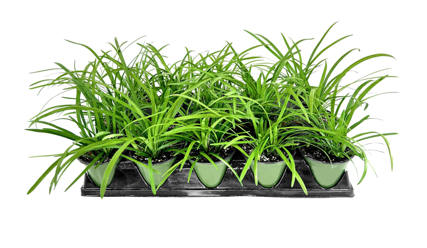 Big Blue Liriope Muscari - 12 Live 4 Inch Pots - Drought Tolerant Low Maintenance Evergreen Plants Grass Lilyturf