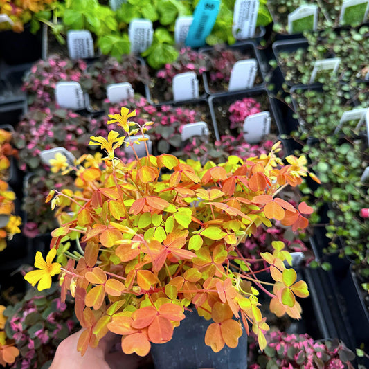 Oxalis spiralis ‘Aurea’, Amber Plum Crazy, Golden/Amber Oxalis, Amber Shamrock, Non-Invasive Wood Sorrel, Perennial or Houseplant, Container Size: 3" (2.6x3.5)