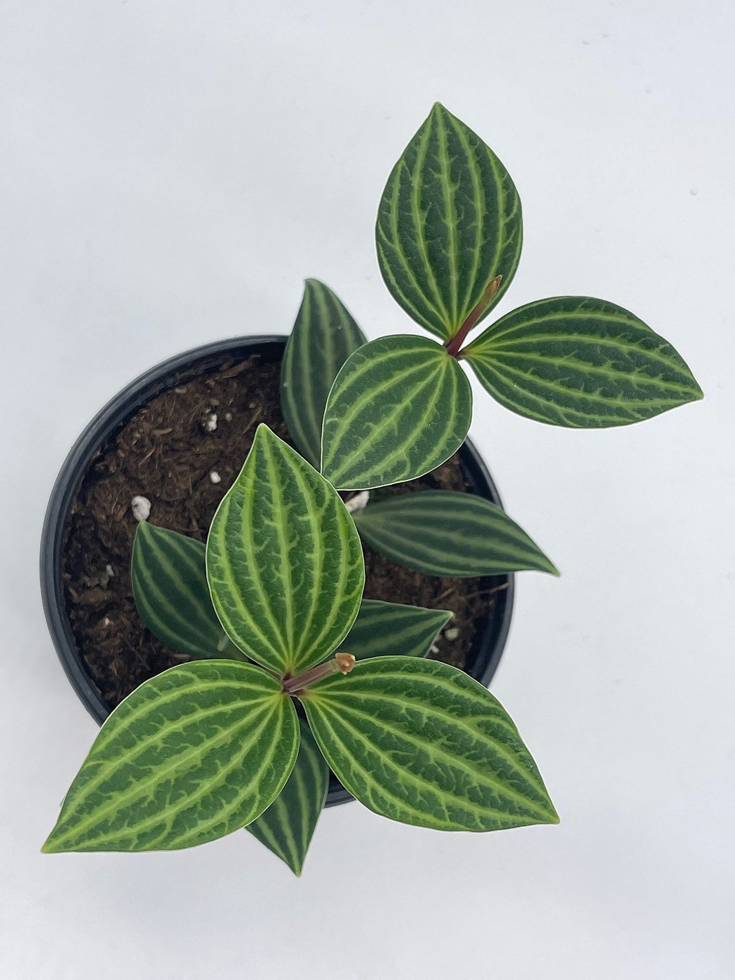 BubbleBlooms Peperomia Puteolata in a 4 inch Pot Stilt Parallel Peperomia
