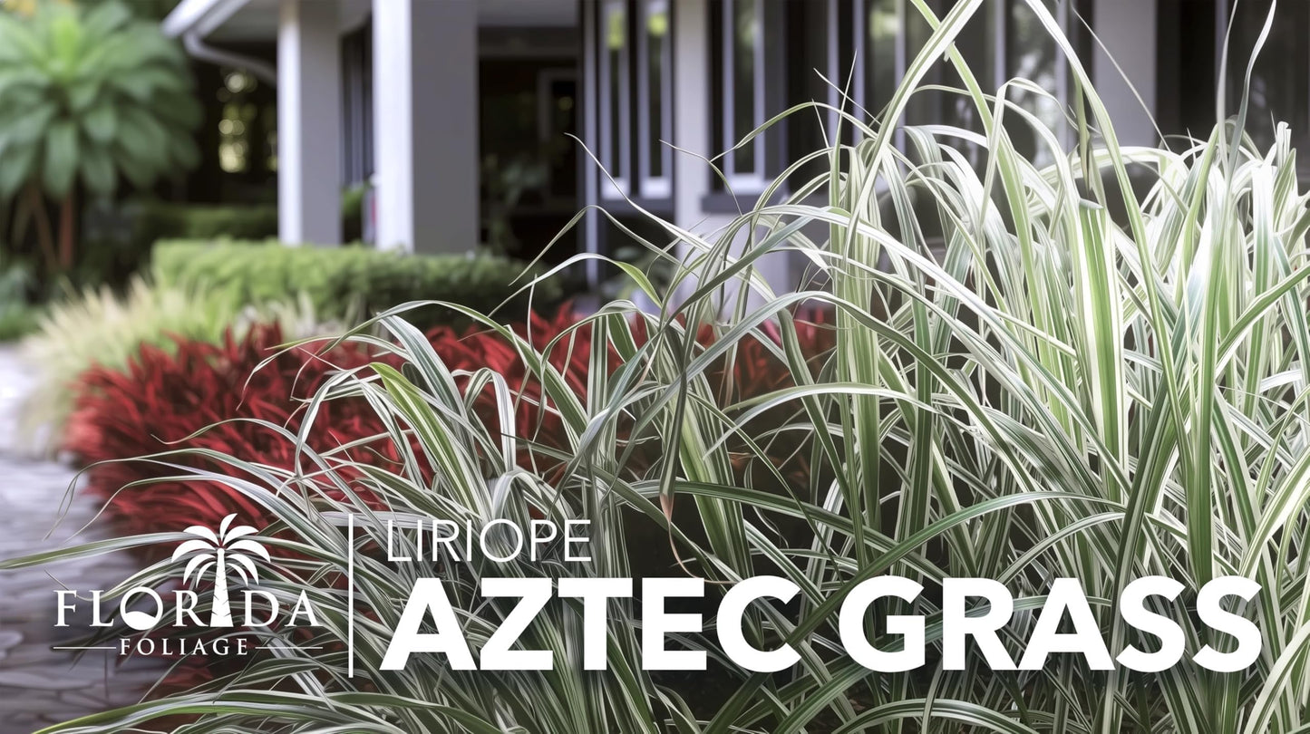Aztec Grass | 30 Live Bare Root Pips | Liriope Muscari ‘Aztec Grass’ | Variegated Liriope | Ornamental Grass for Borders | Low Maintenance Ground Cover Plants