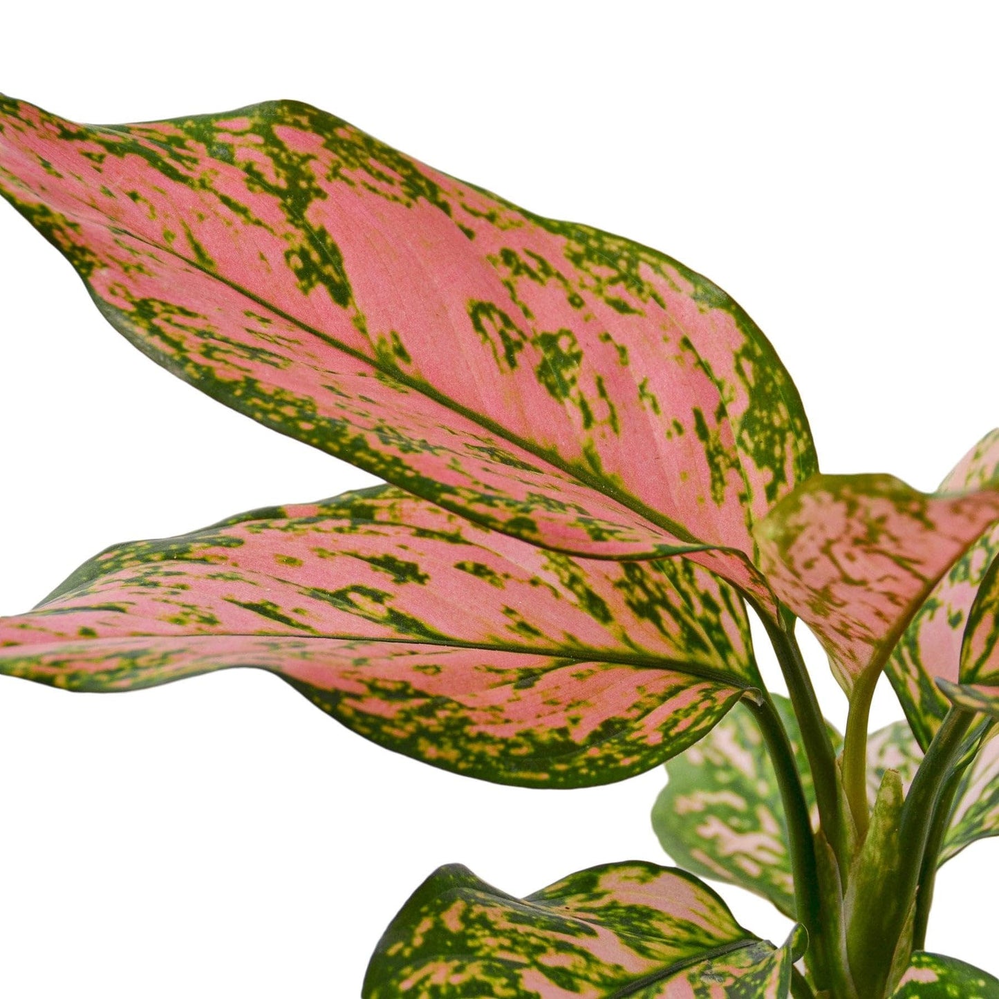 6 Pack Chinese Evergreen 'Lady Valentine' in 2in Pot - Live Plants Tropical Houseplants | Variegated | USA Growers | The Snobby Leaf