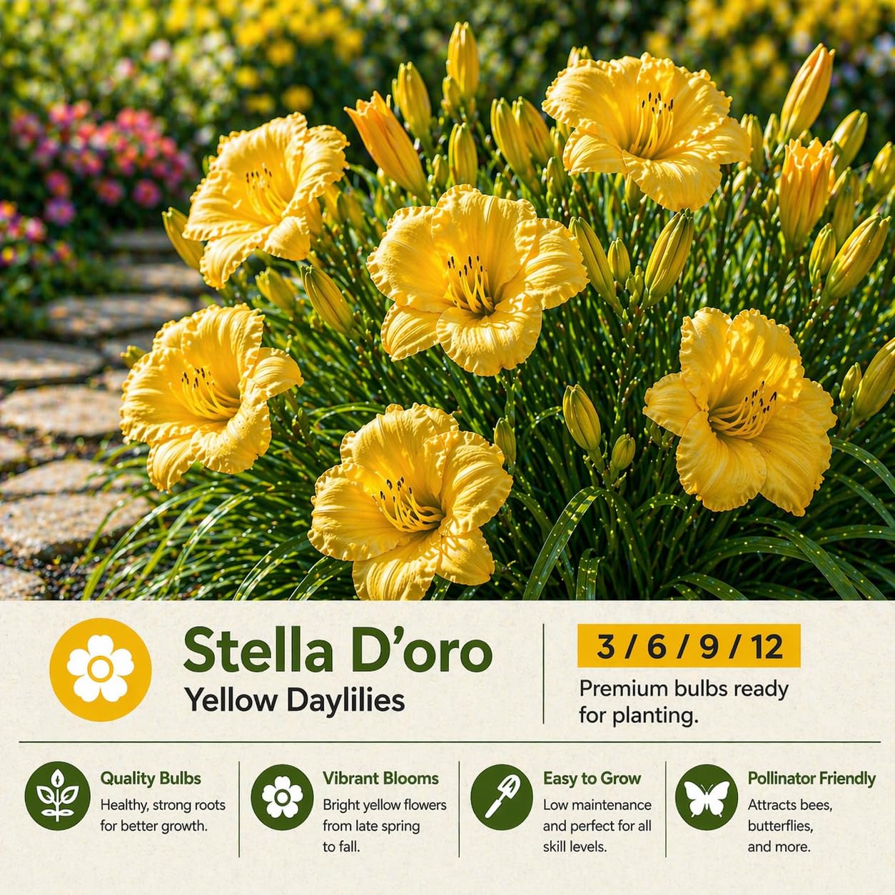 American Stella D’Oro Daylily Bare Roots – Perennial Hemerocallis for Spring Planting – Easy-to-Grow Outdoor Garden Flowers – Attracts Butterflies & Bees (9, Nine Bare Roots)