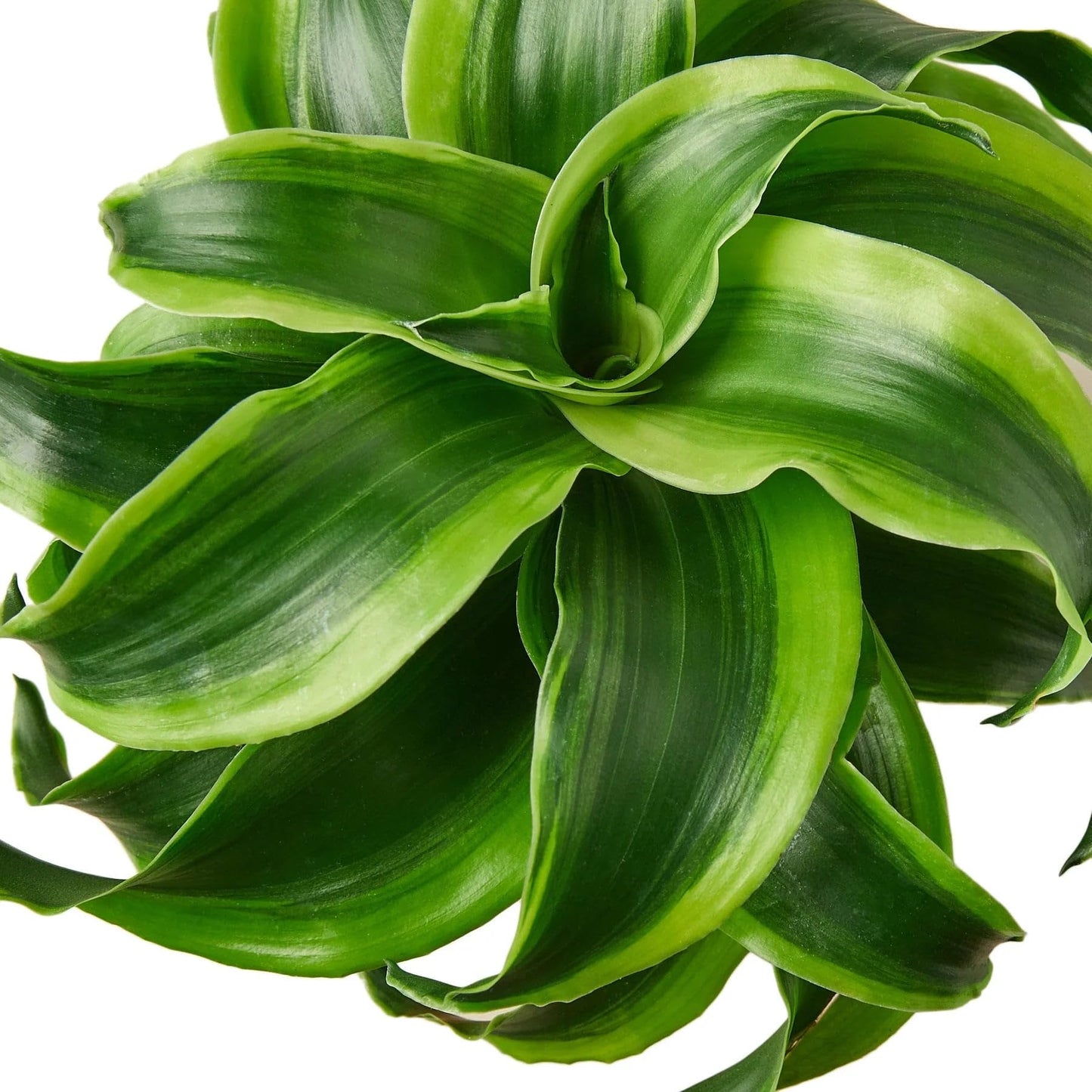 6 Pack Dracaena 'Tornado' in 4in Pot - Live Plants Tropical Houseplants | Variegated | USA Growers | The Snobby Leaf