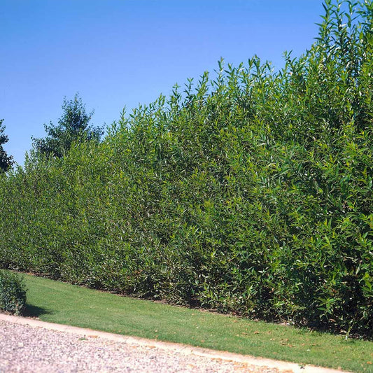 Brighter Blooms - Willow Hybrid Tree, 3-4 ft. - No Shipping to AK, AZ, HI
