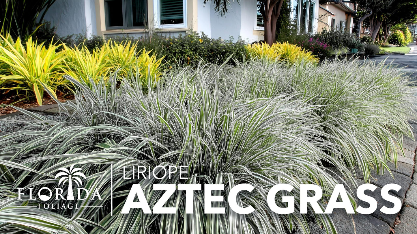 Aztec Grass | 20 Live Bare Root Pips | Liriope Muscari ‘Aztec Grass’ | Variegated Liriope | Ornamental Grass for Borders | Low Maintenance Ground Cover Plants