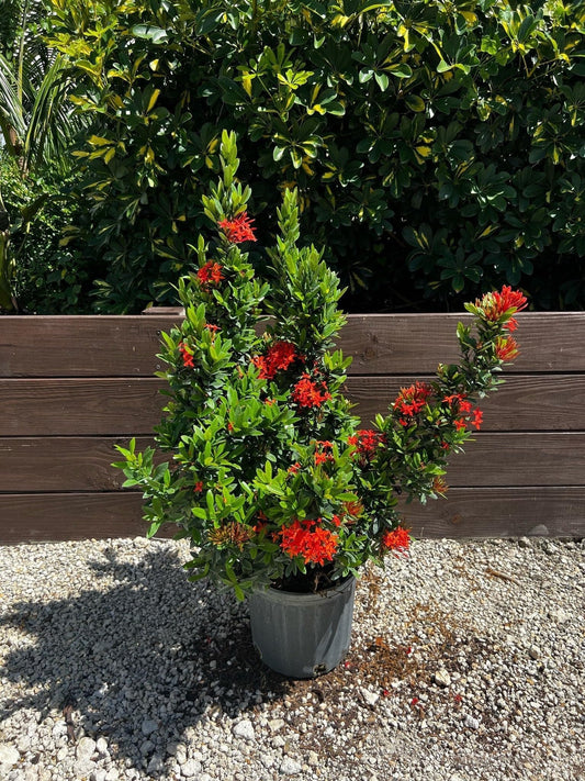 Ixora Taiwanese Red | 3 Extra Large Trade 3 Gallon Plants | Ixora chinensis | Lush Tropical Bloomer | Vibrant Garden Addition